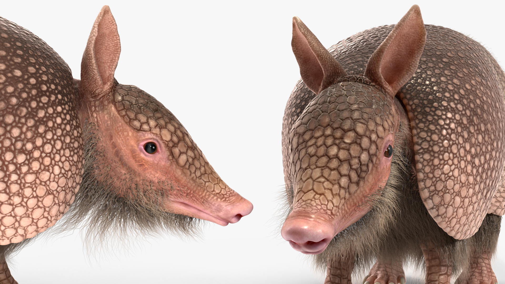 3D Armadillo Pink Fur model