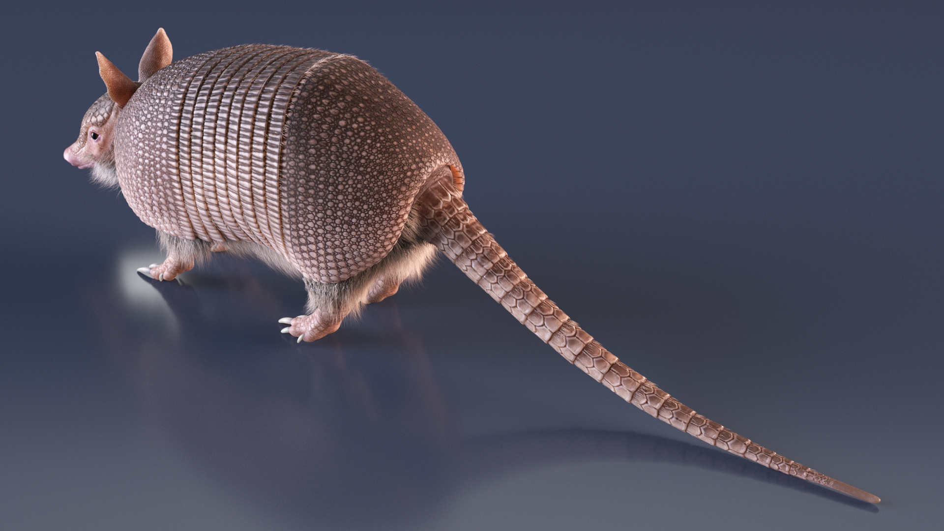 3D Armadillo Pink Fur model