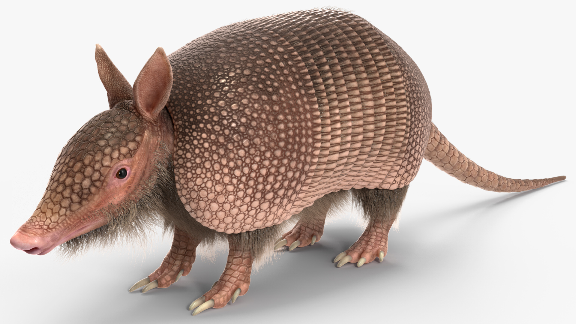 3D Armadillo Pink Fur model