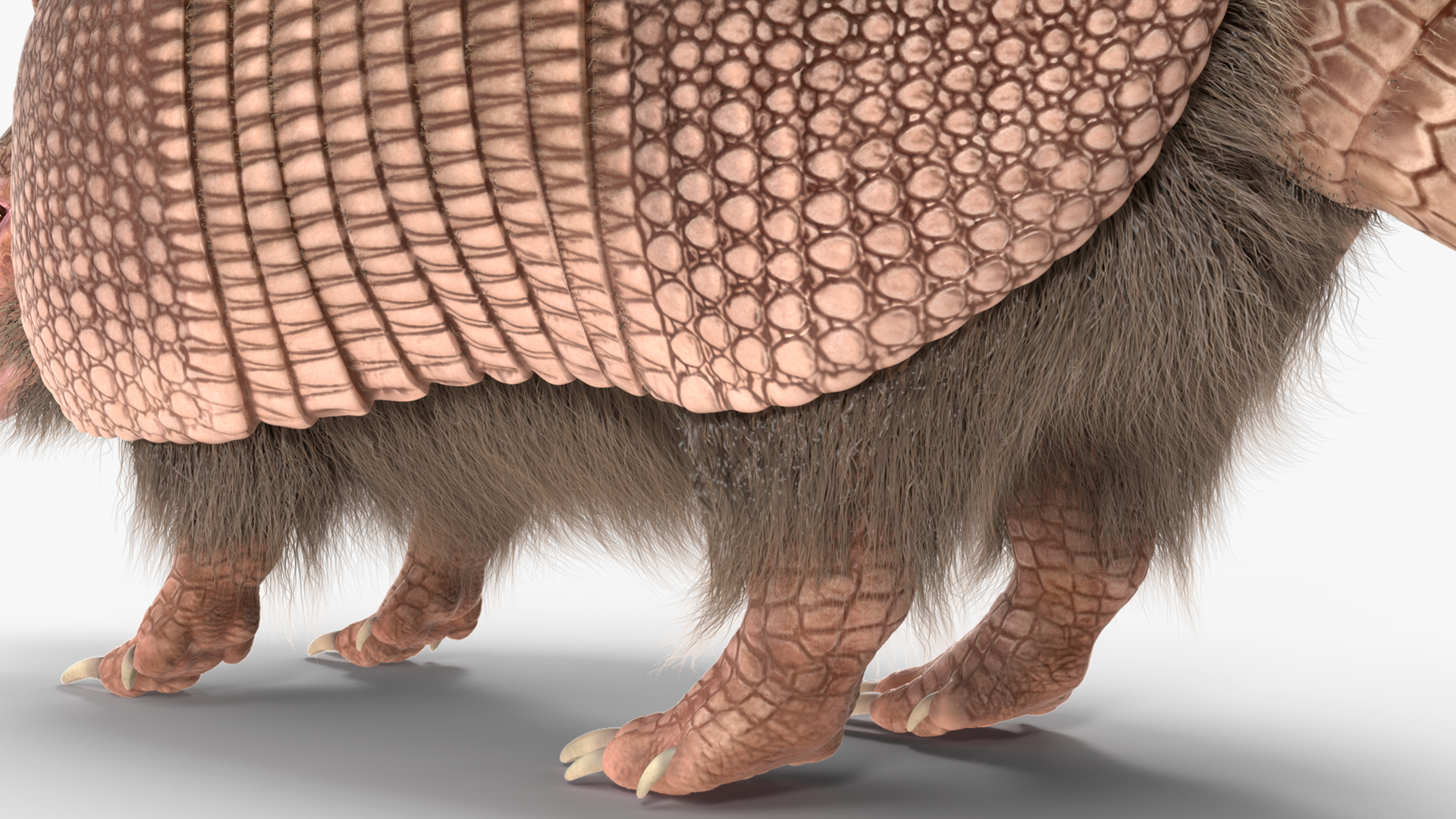 3D Armadillo Pink Fur model