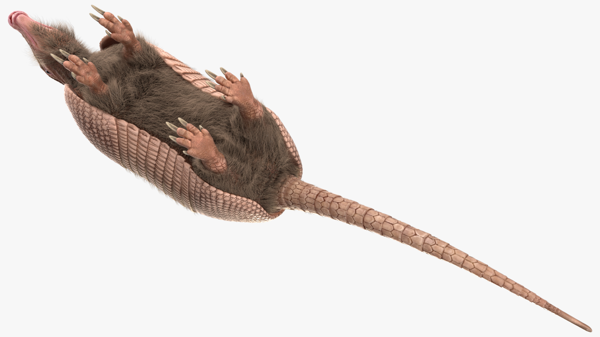 3D Armadillo Pink Fur model