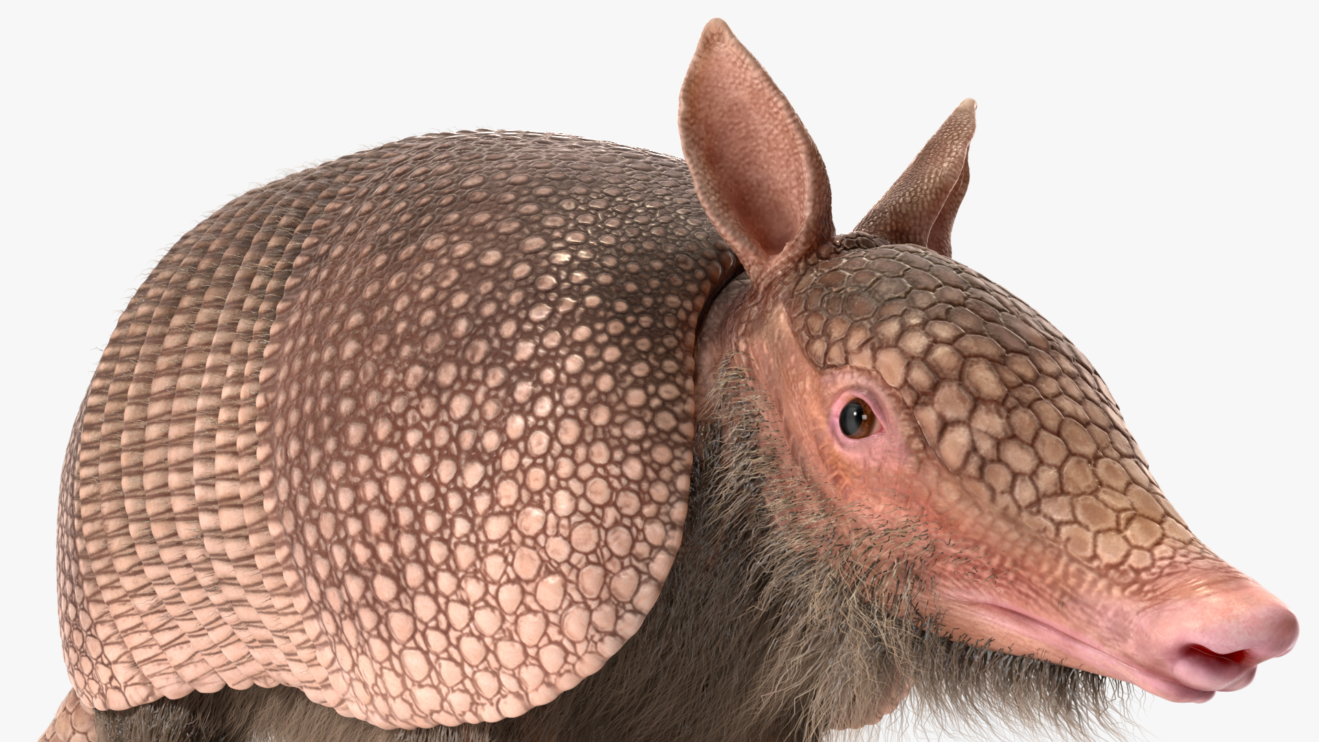 3D Armadillo Pink Fur model