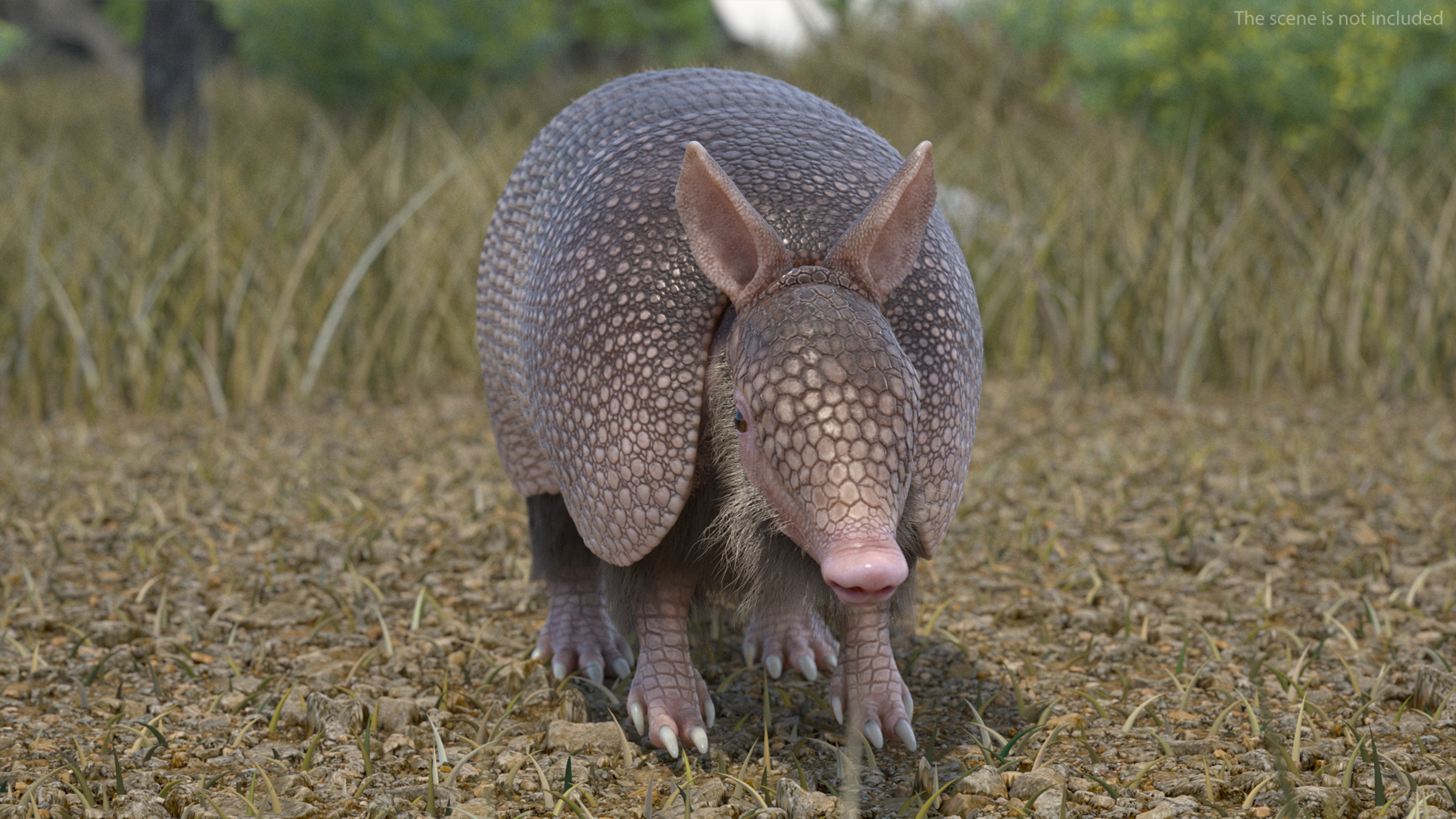 3D Armadillo Pink Fur model