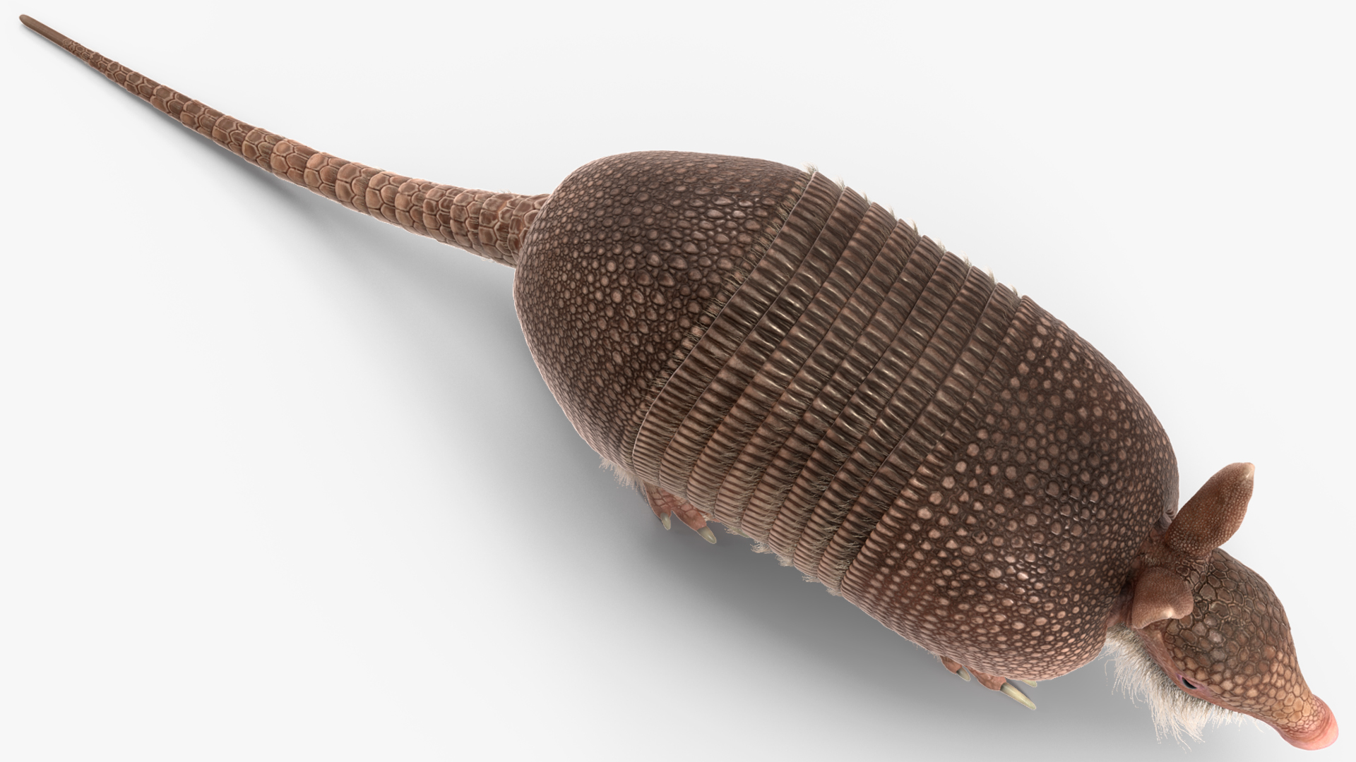 3D Armadillo Pink Fur model