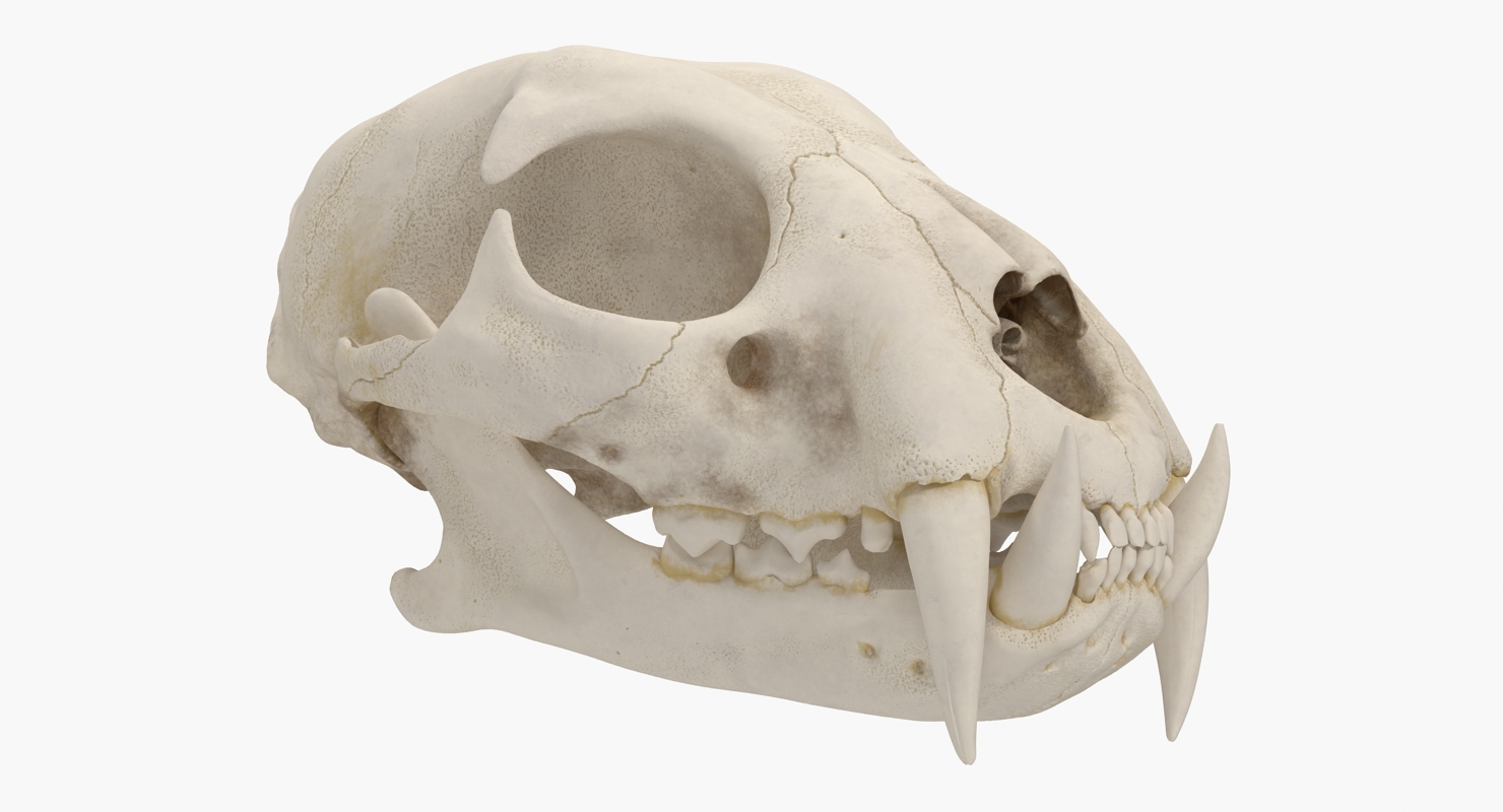 3D Tiger Skull