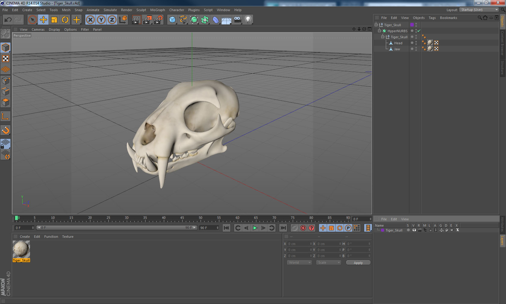 3D Tiger Skull