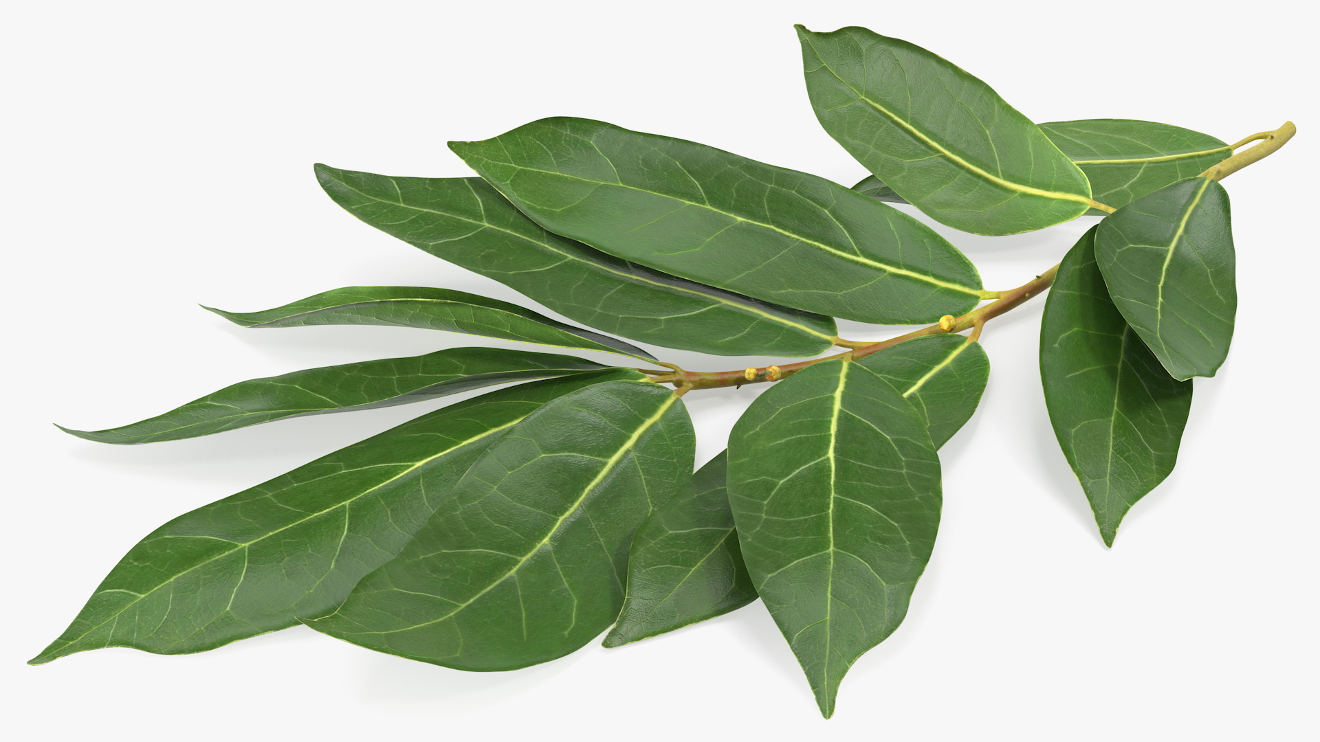 Laurus Nobilis Stem 3D model