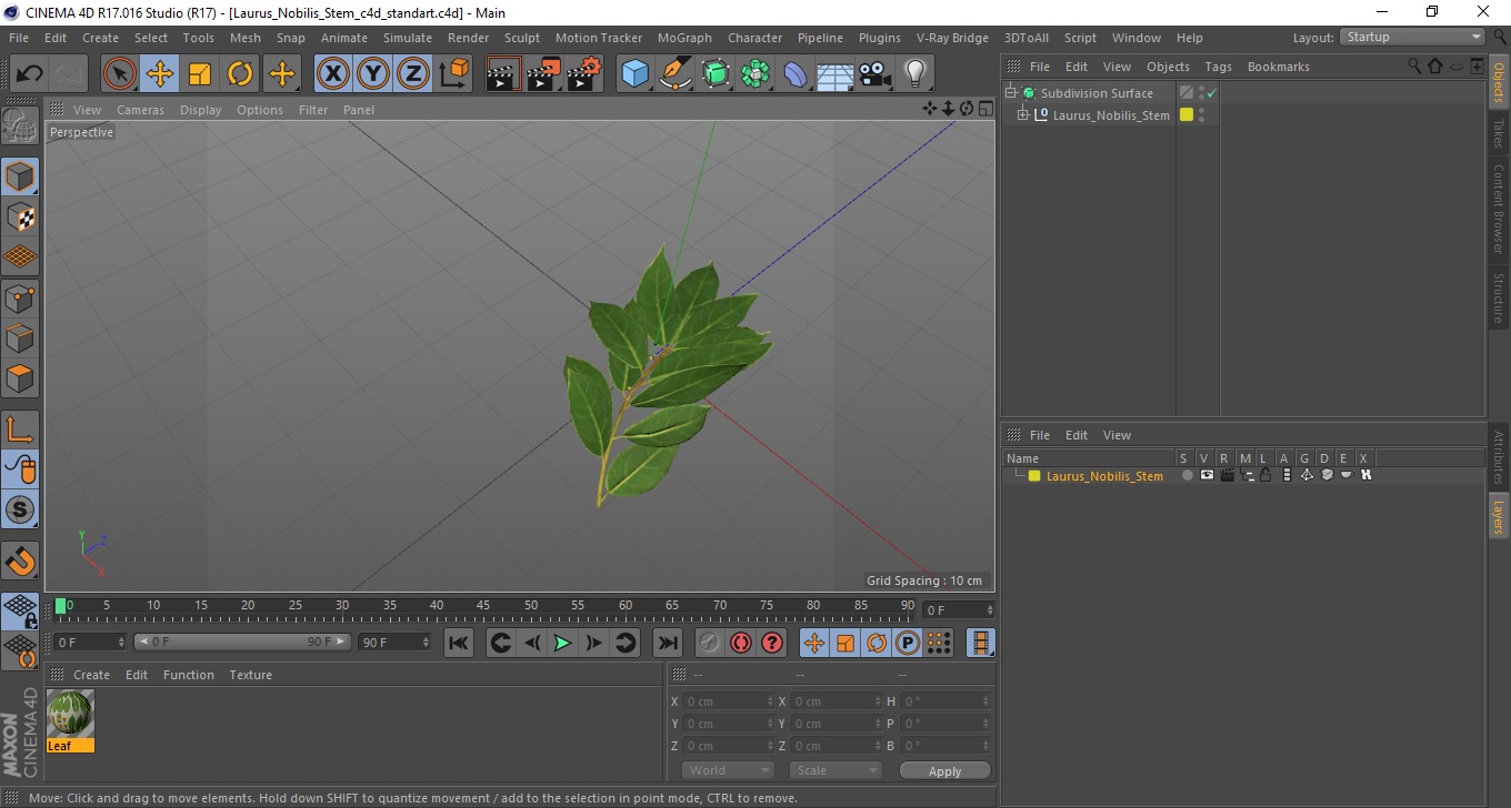 Laurus Nobilis Stem 3D model