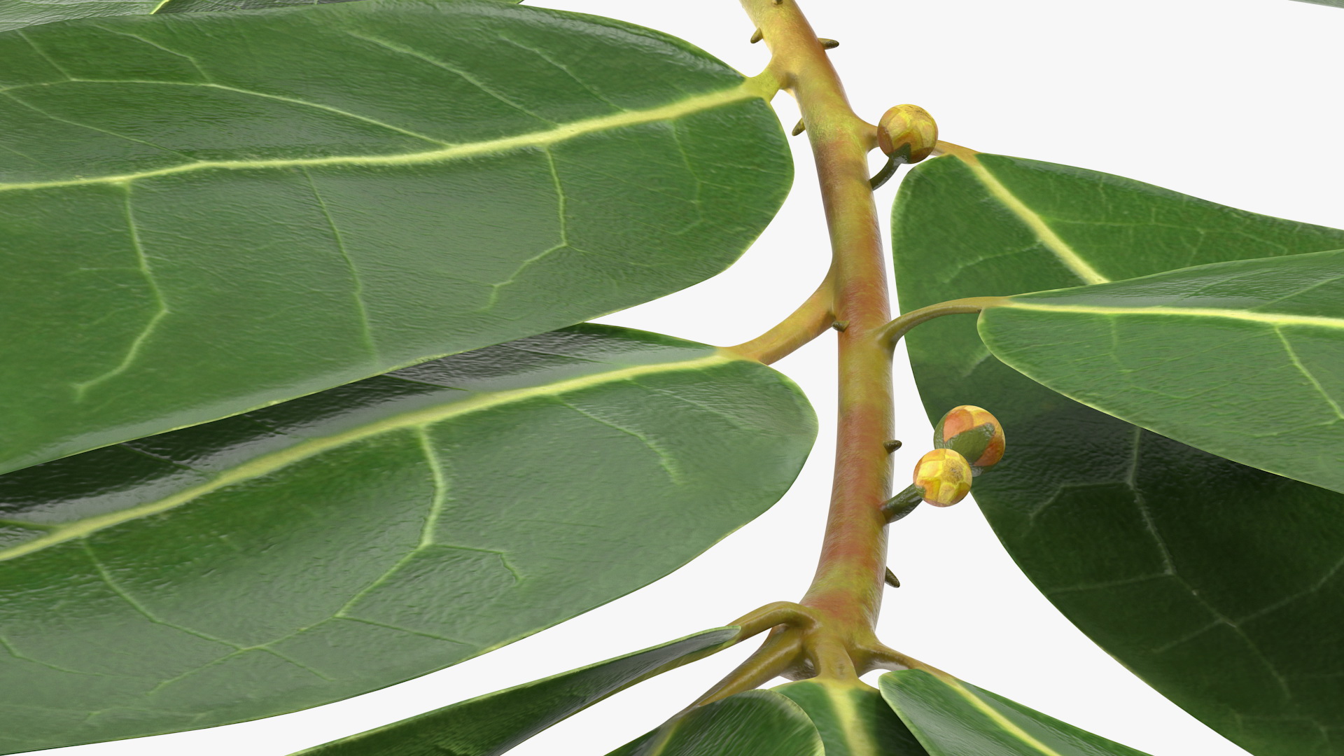 Laurus Nobilis Stem 3D model