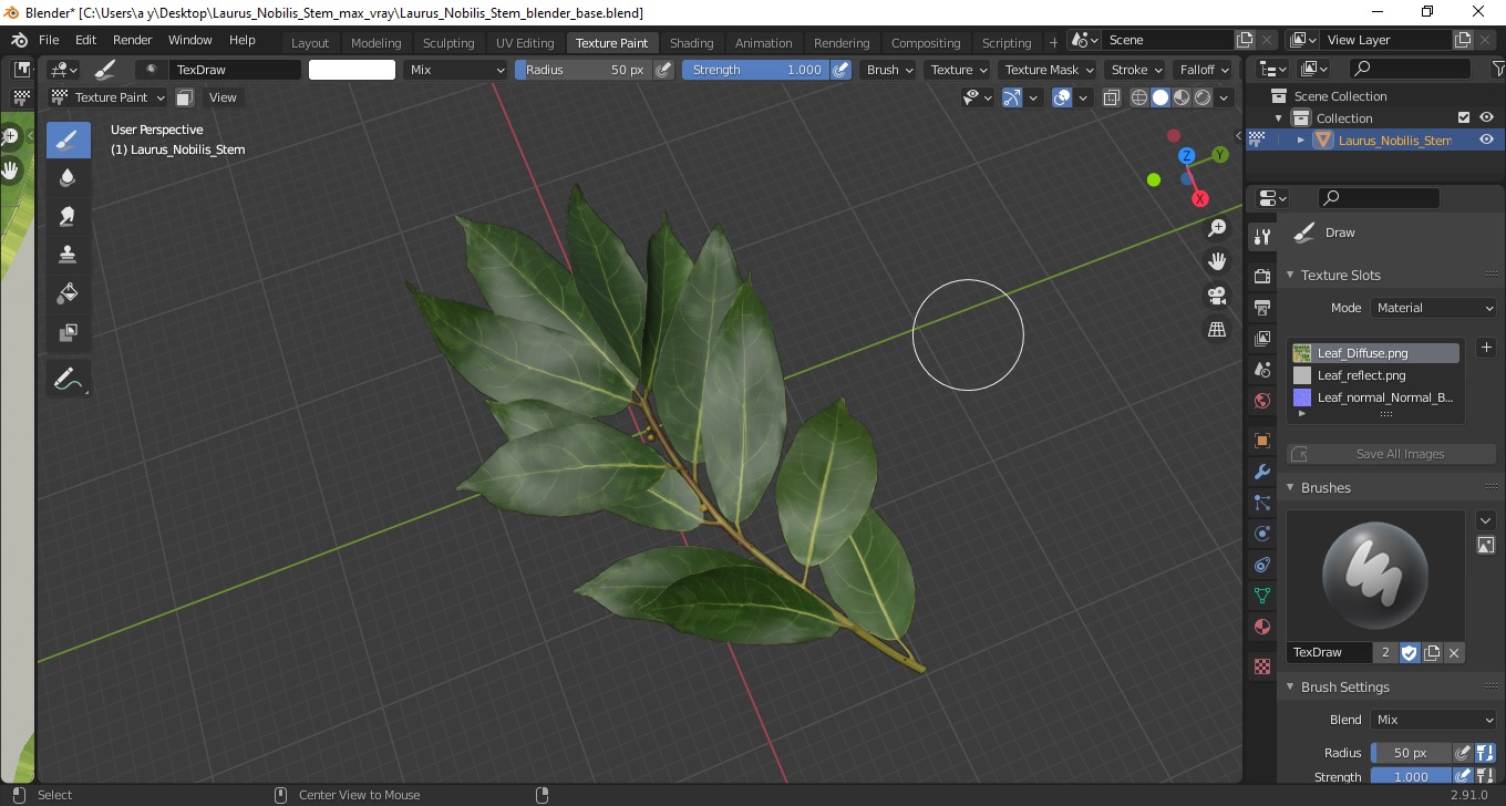 Laurus Nobilis Stem 3D model