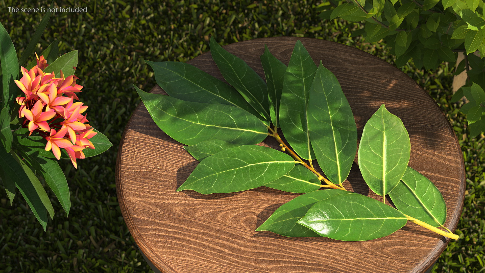 Laurus Nobilis Stem 3D model