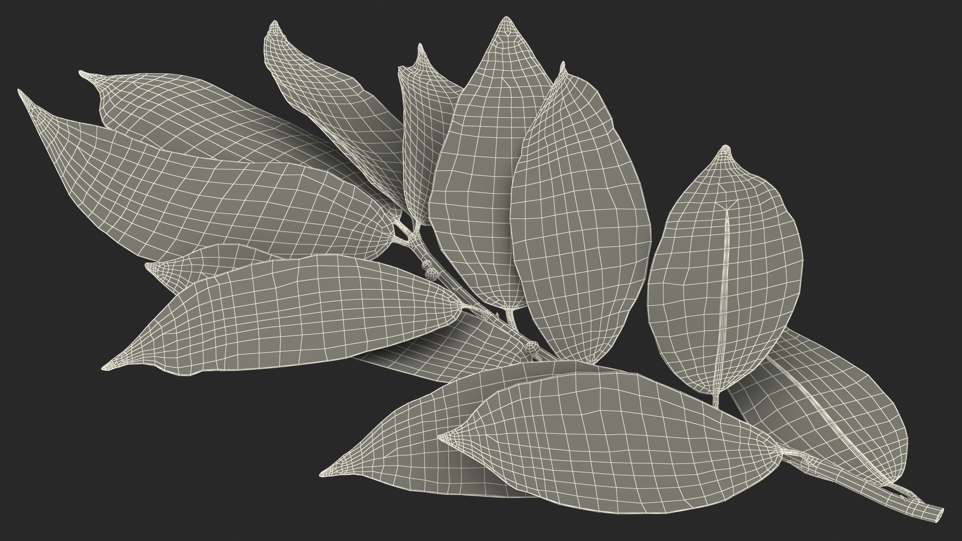 Laurus Nobilis Stem 3D model