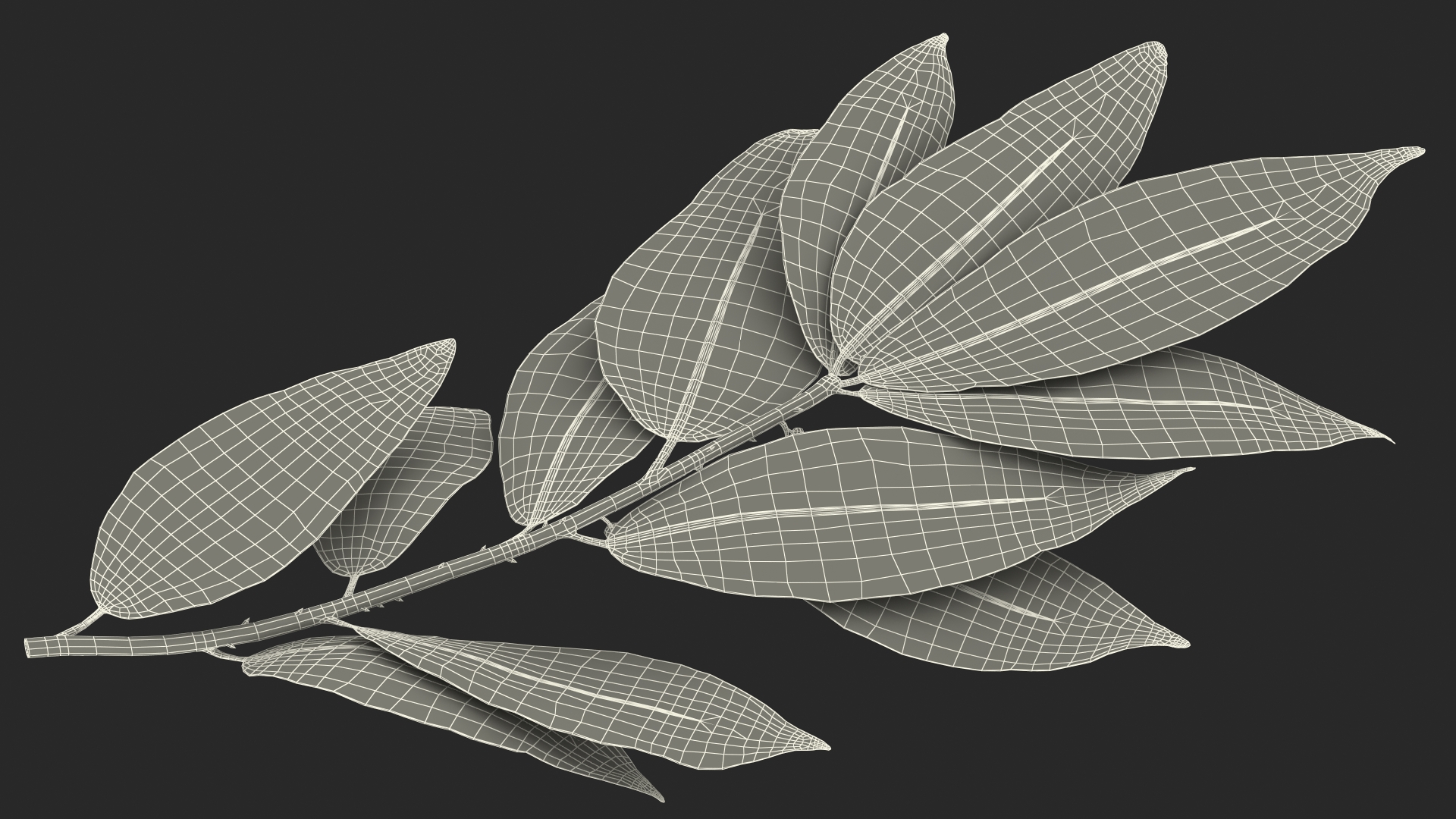 Laurus Nobilis Stem 3D model