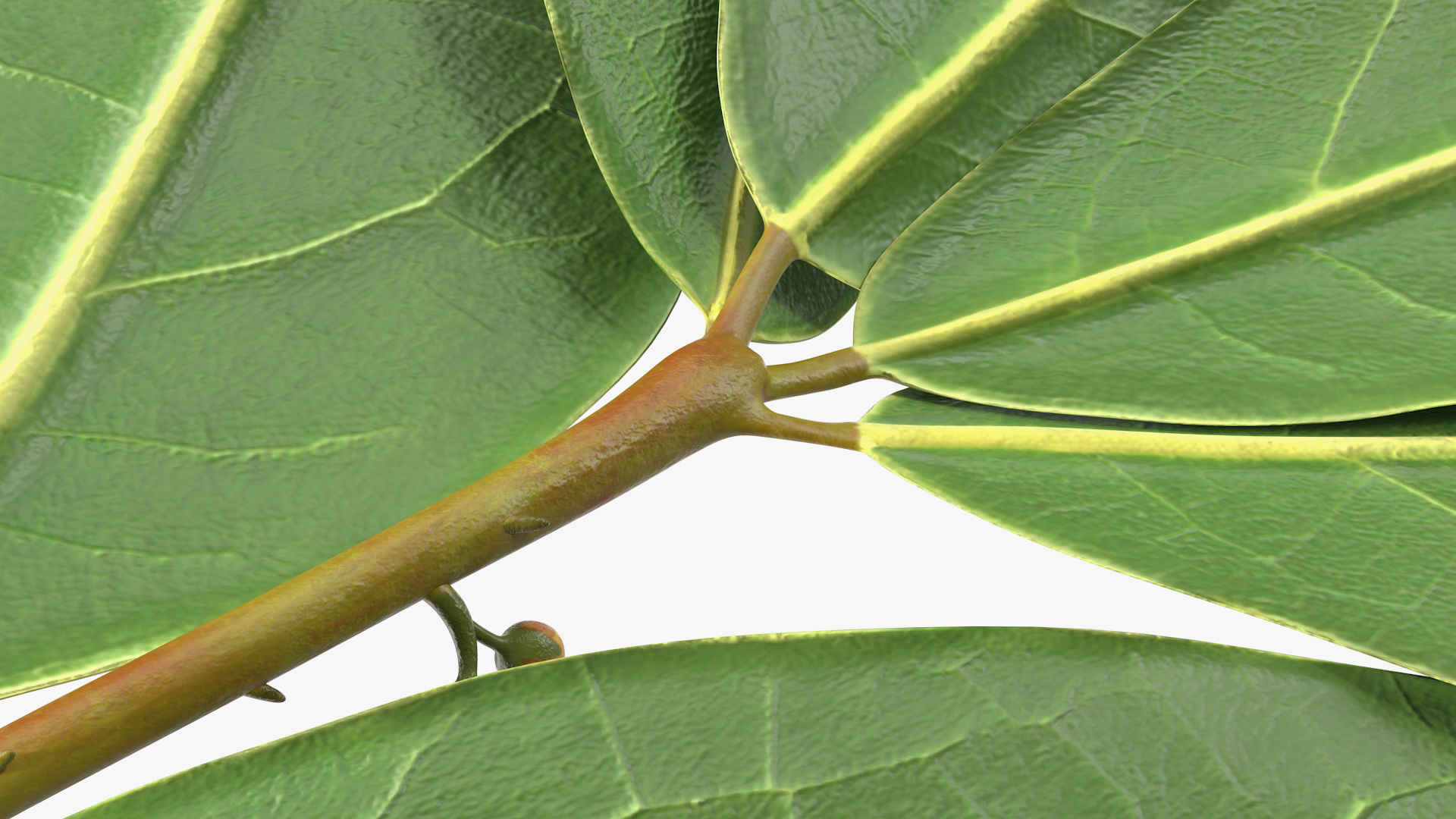 Laurus Nobilis Stem 3D model