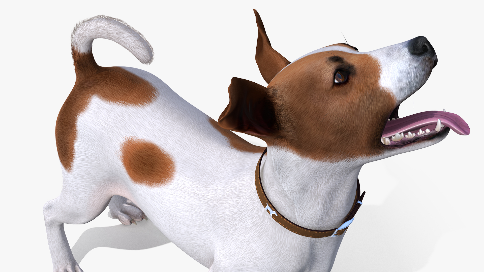 3D model Spotted Jack Russell Terrier Waiting Pose Fur