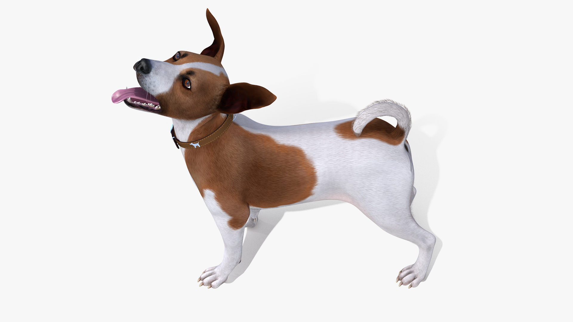 3D model Spotted Jack Russell Terrier Waiting Pose Fur