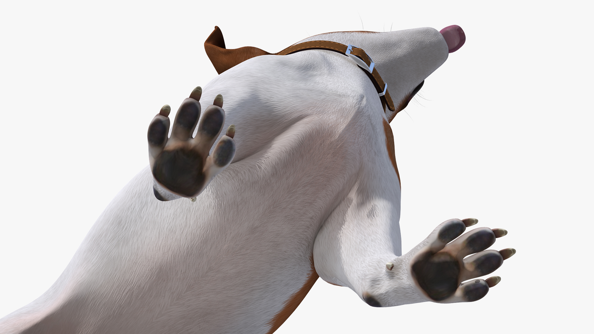 3D model Spotted Jack Russell Terrier Waiting Pose Fur