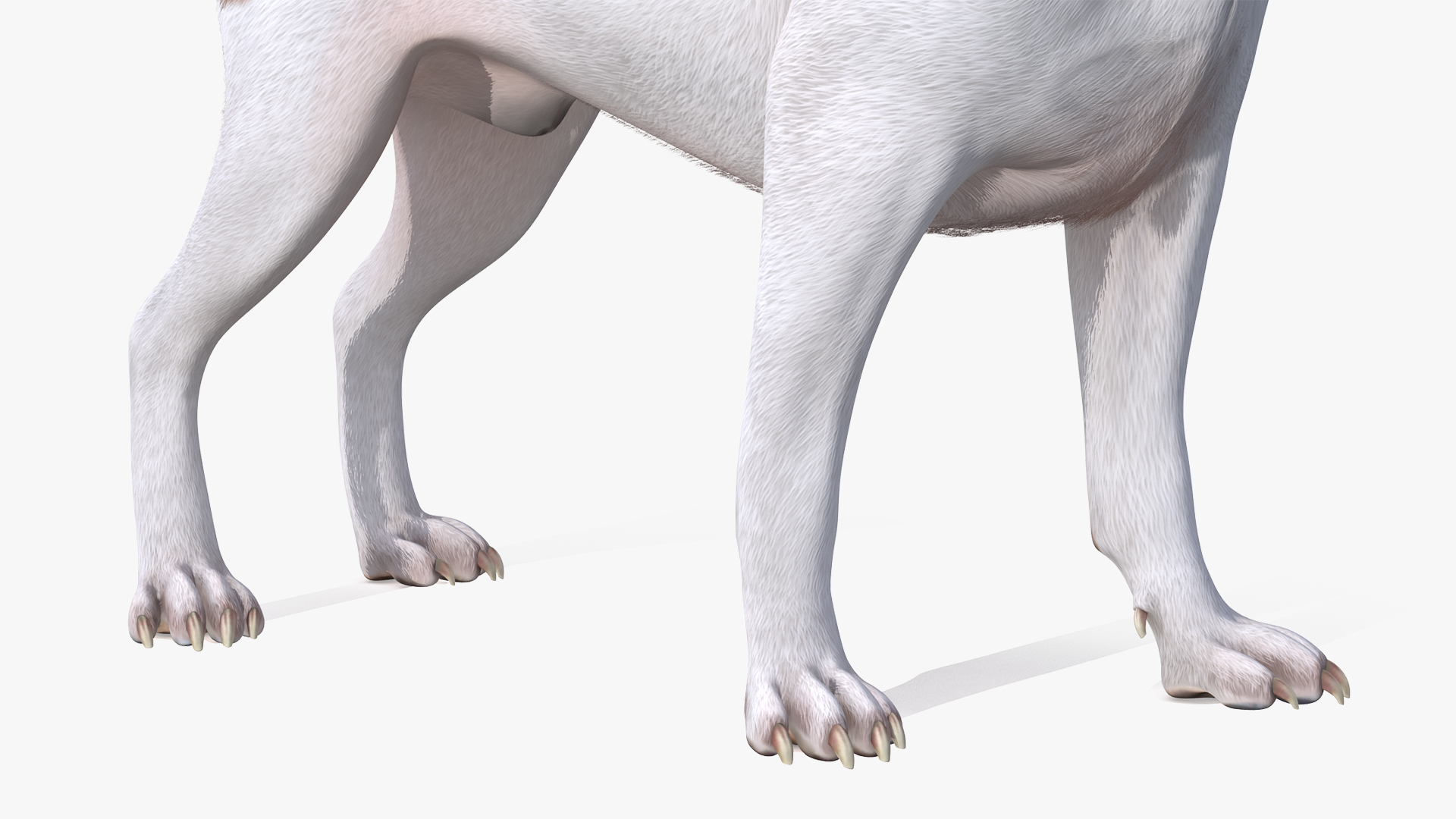 3D model Spotted Jack Russell Terrier Waiting Pose Fur