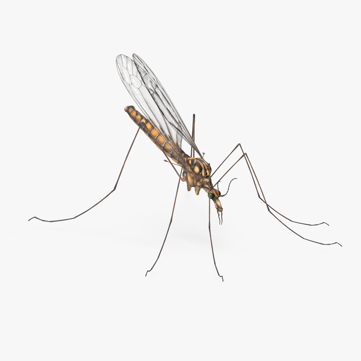 3D Crane Fly Gallinipper Mosquito Rigged for Cinema 4D