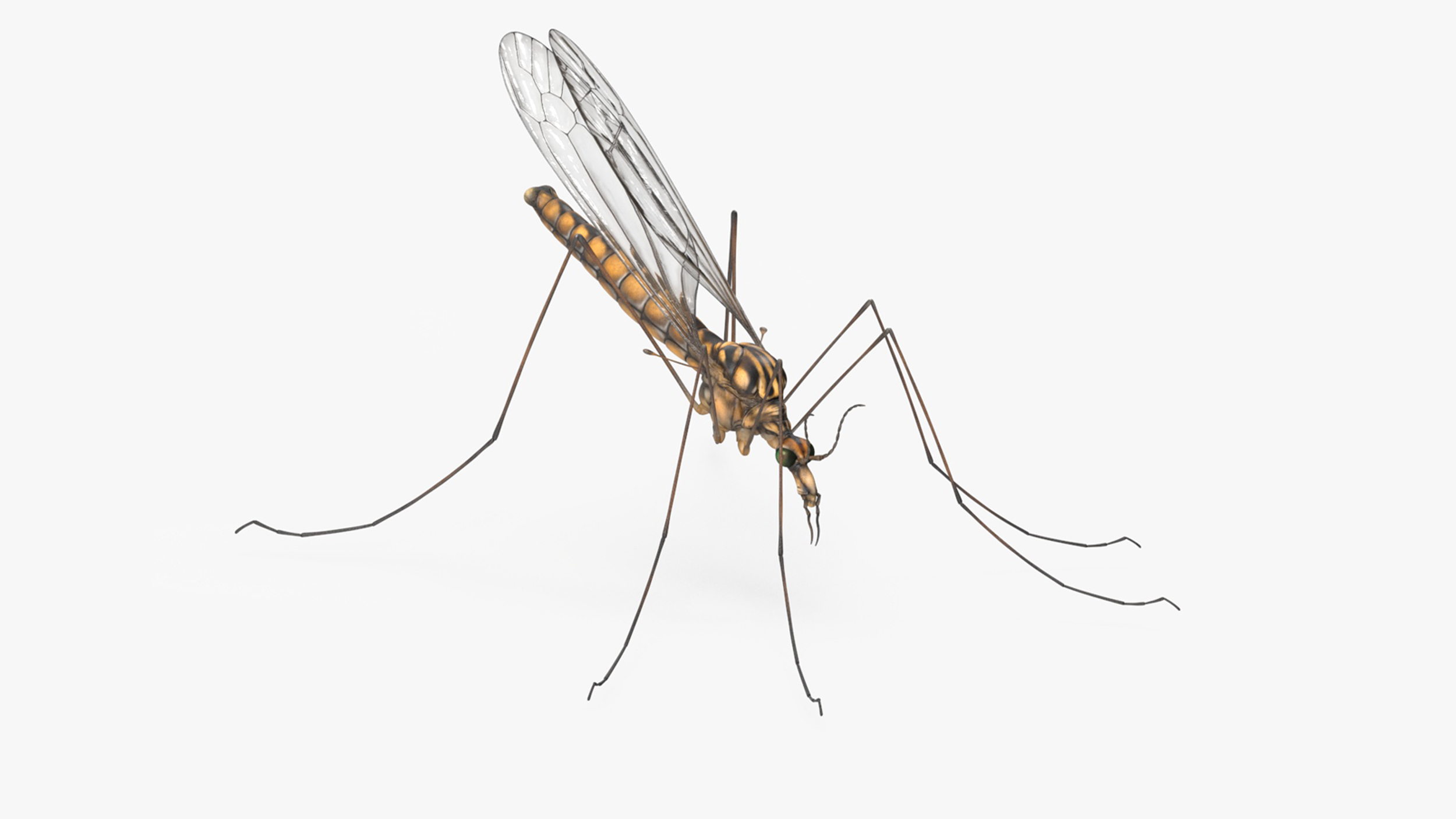 3D Crane Fly Gallinipper Mosquito Rigged for Cinema 4D