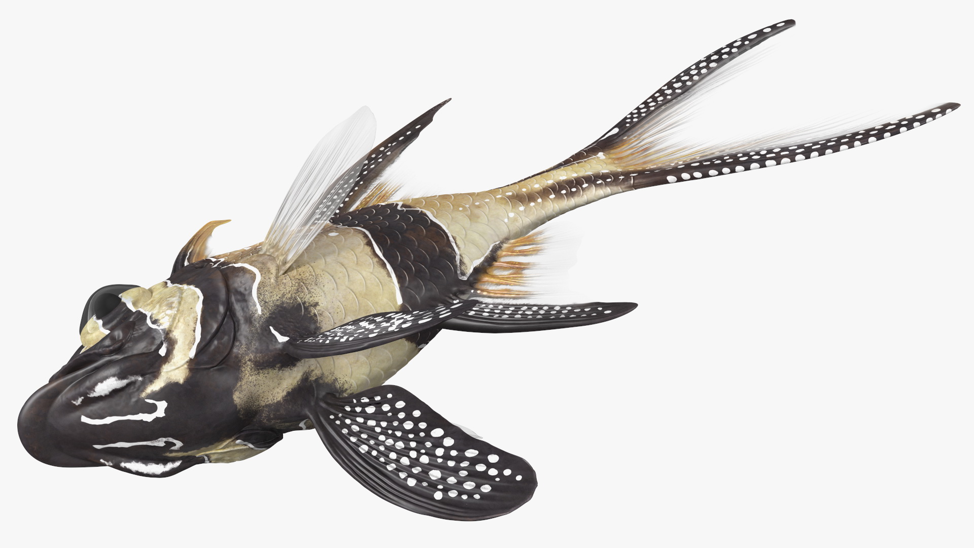 3D Banggai Cardinalfish Neutral Pose model