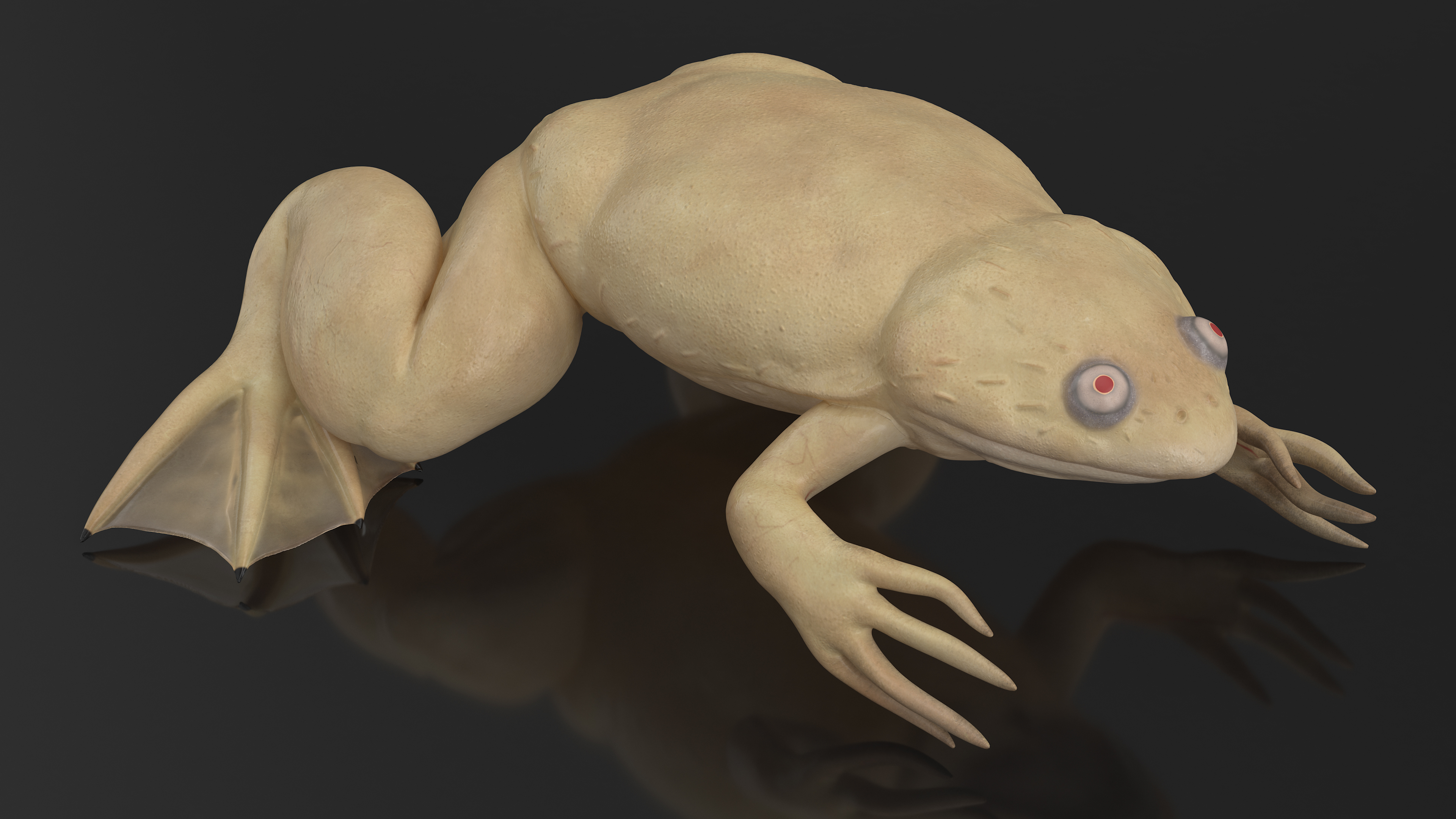 Xenopus African Clawed Toad Sits Pose 3D