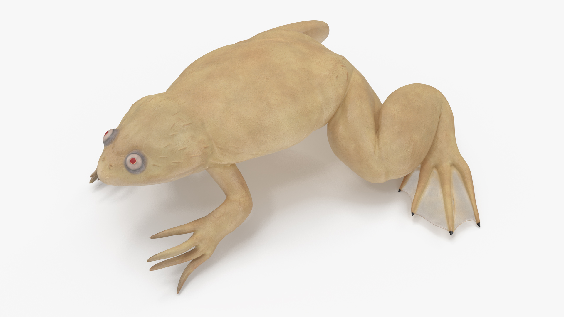 Xenopus African Clawed Toad Sits Pose 3D