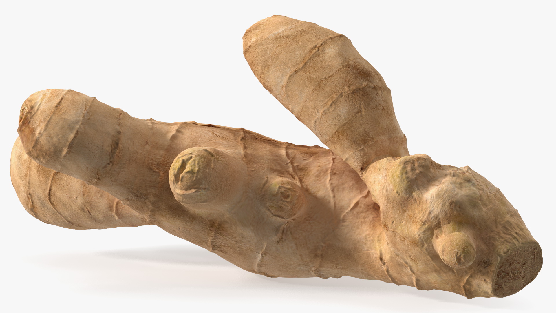 3D model Raw Ginger Root