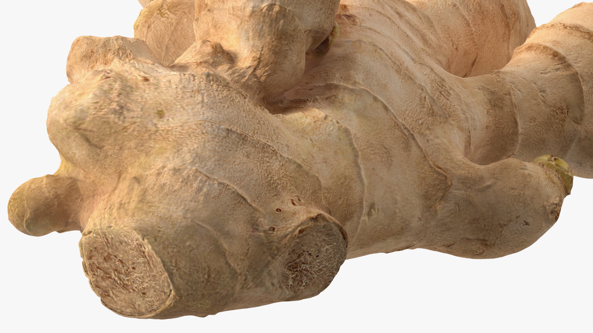 3D model Raw Ginger Root