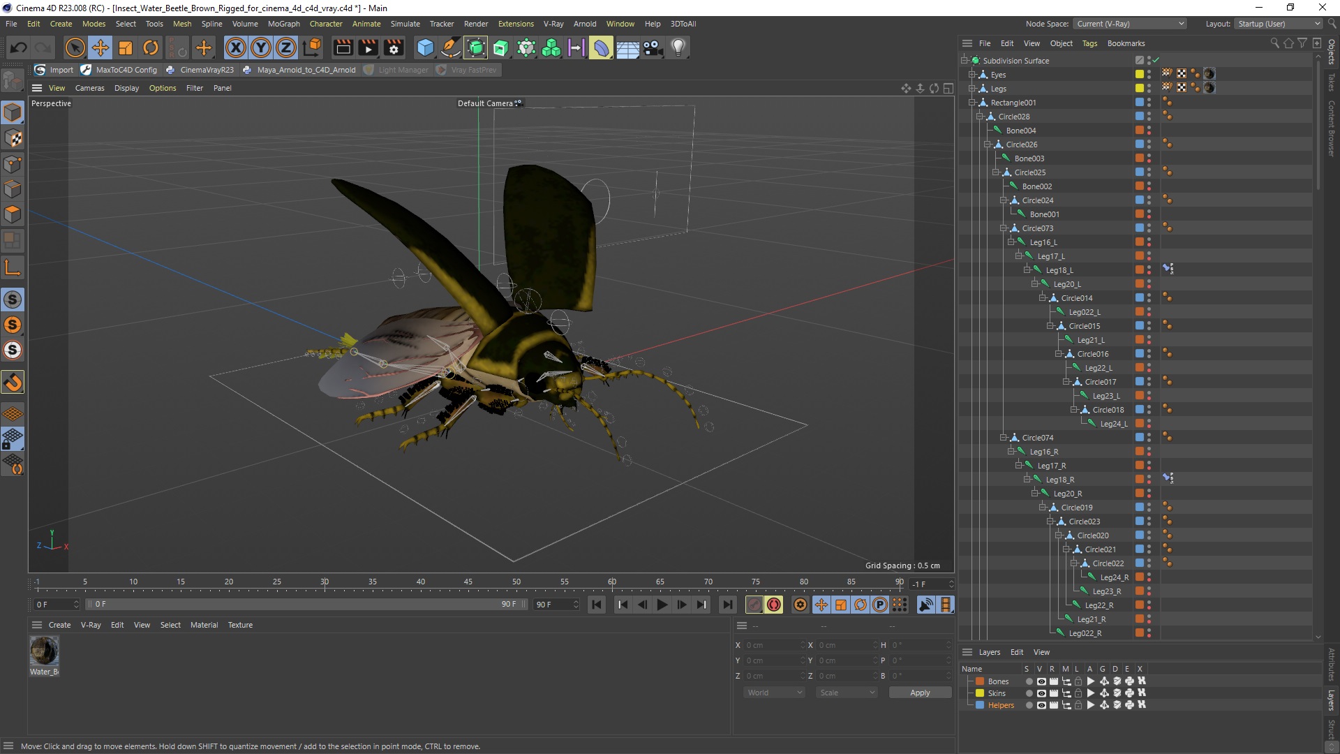 3D Insect Water Beetle Brown Rigged for Cinema 4D