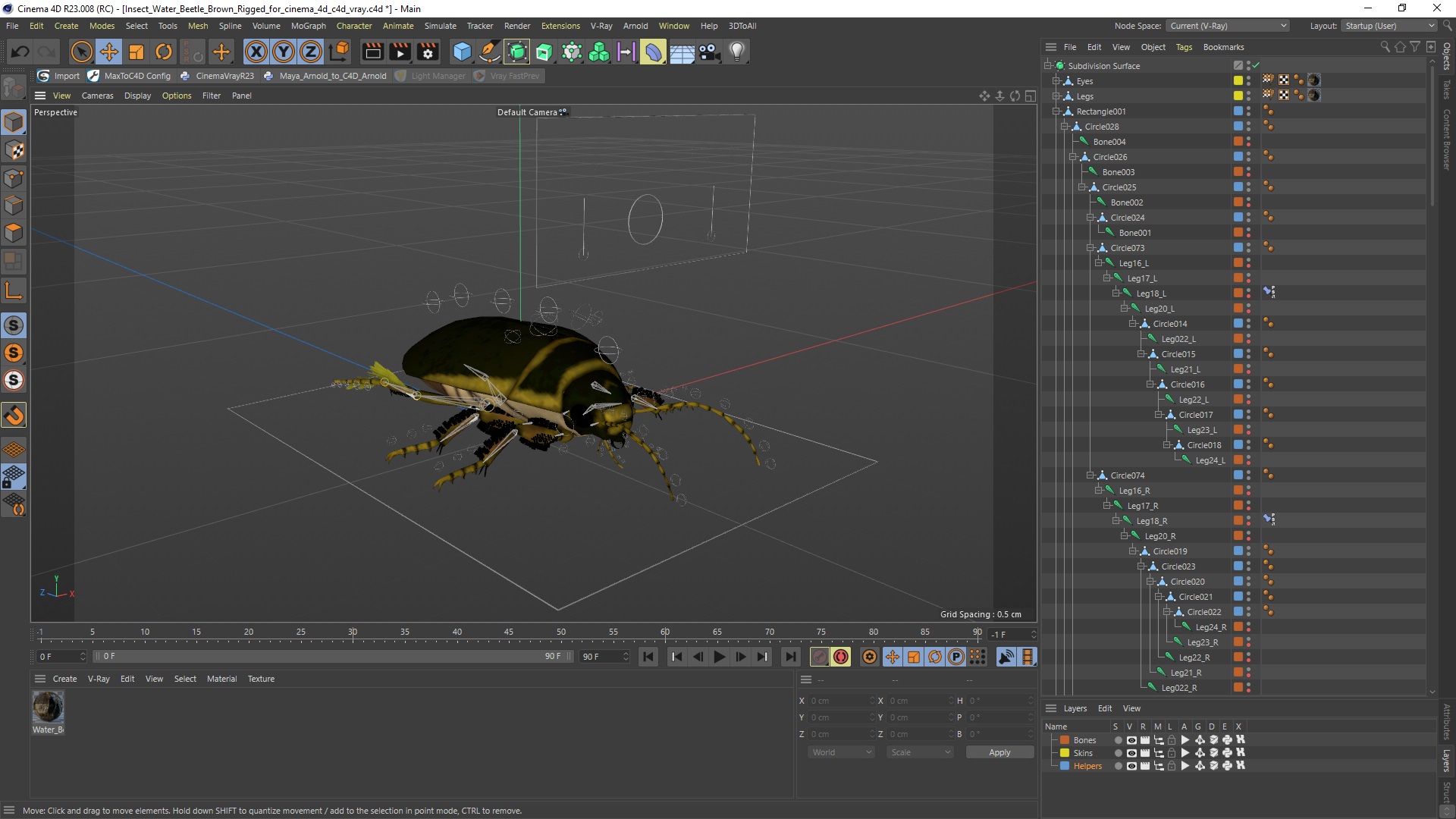 3D Insect Water Beetle Brown Rigged for Cinema 4D