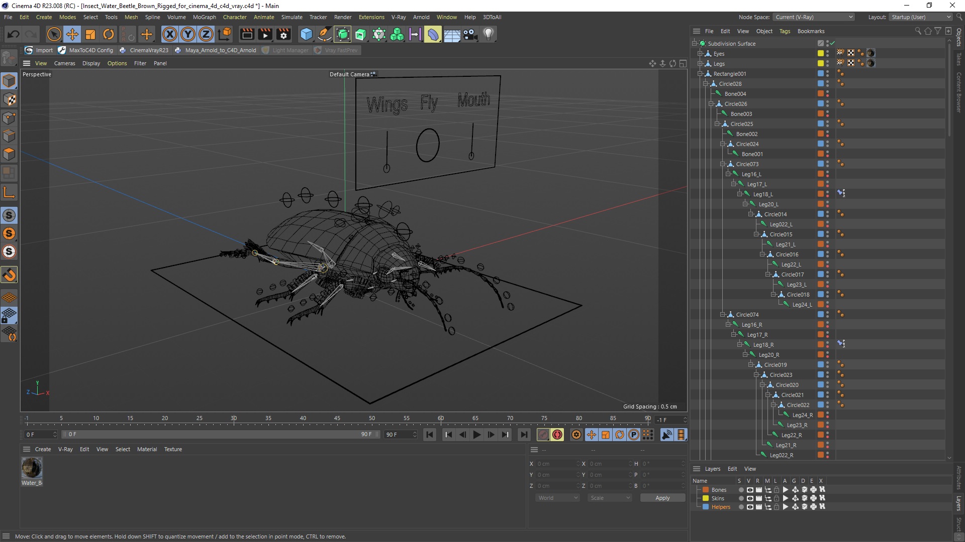 3D Insect Water Beetle Brown Rigged for Cinema 4D