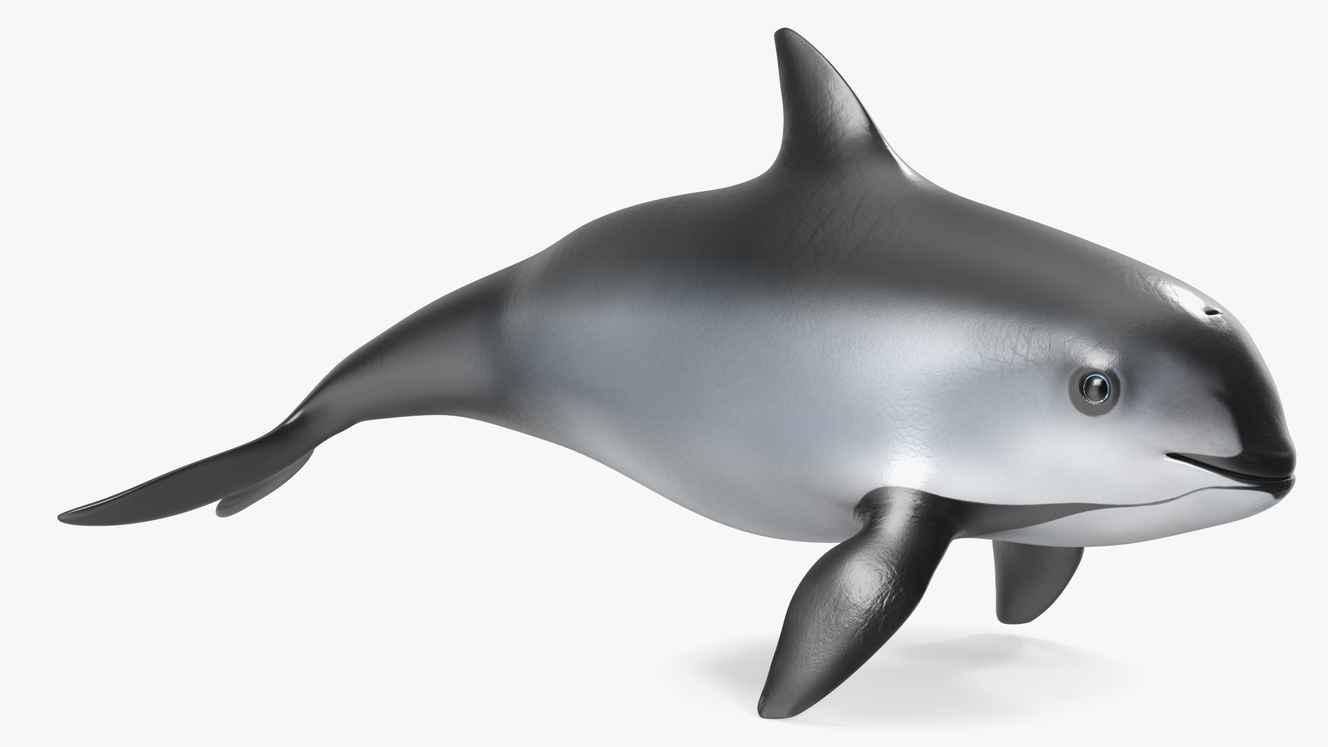 Smallest Cetacean Vaquita Rigged 3D