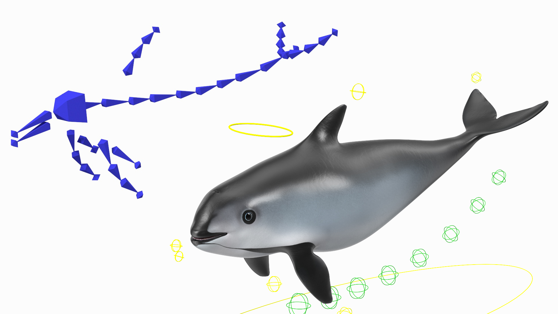 Smallest Cetacean Vaquita Rigged 3D