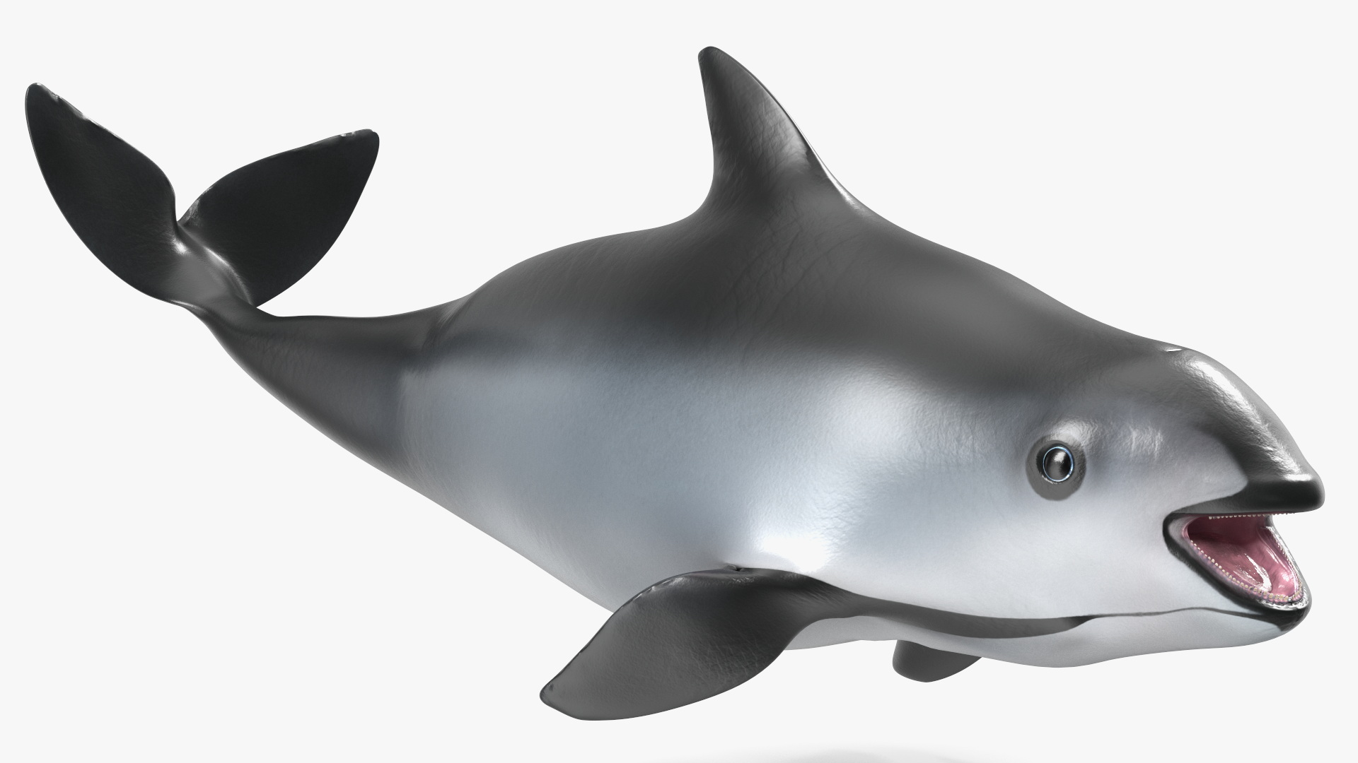 Smallest Cetacean Vaquita Rigged 3D