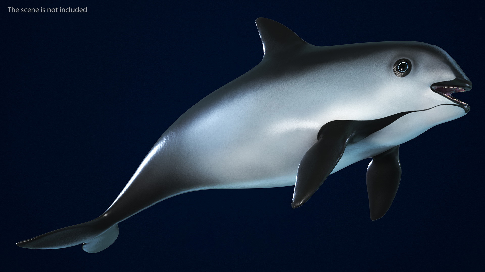 Smallest Cetacean Vaquita Rigged 3D