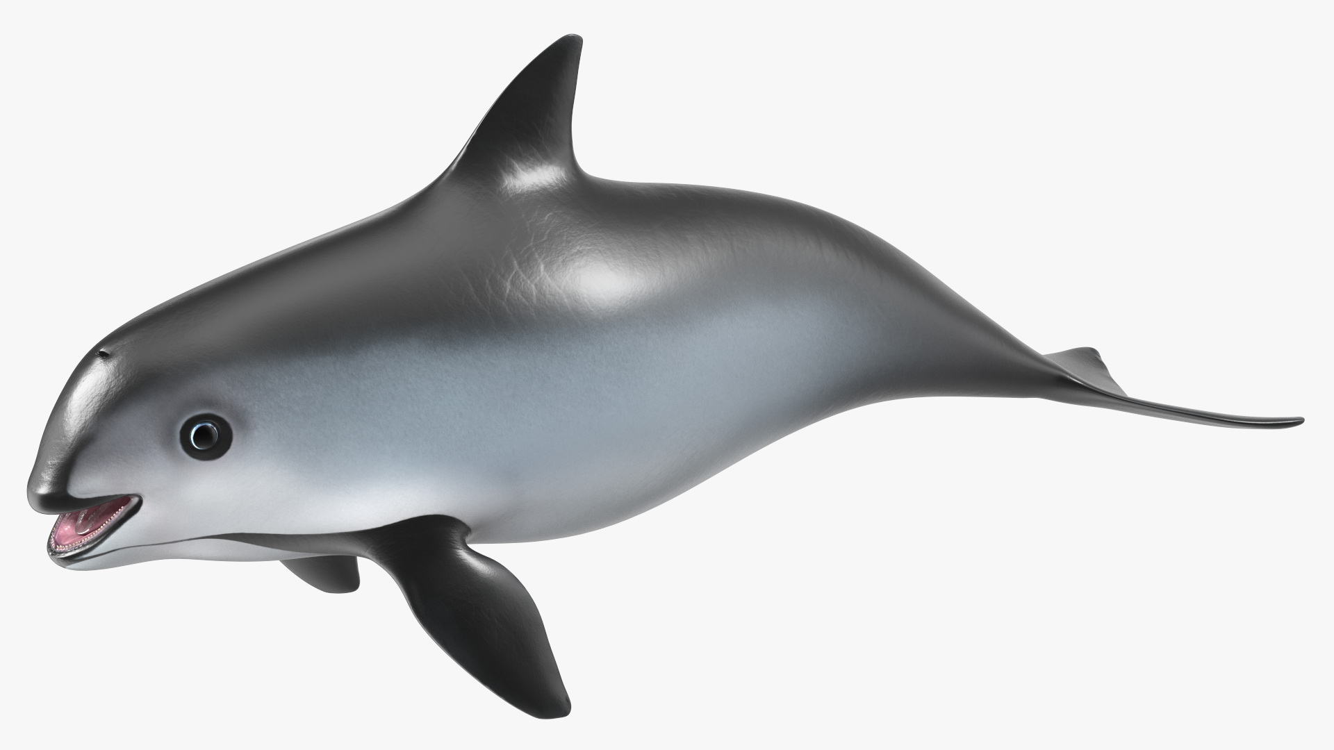 Smallest Cetacean Vaquita Rigged 3D