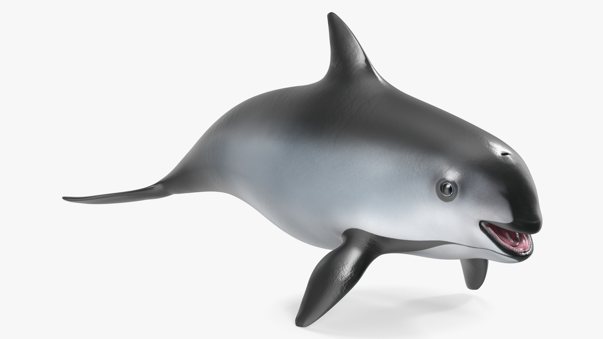 Smallest Cetacean Vaquita Rigged 3D