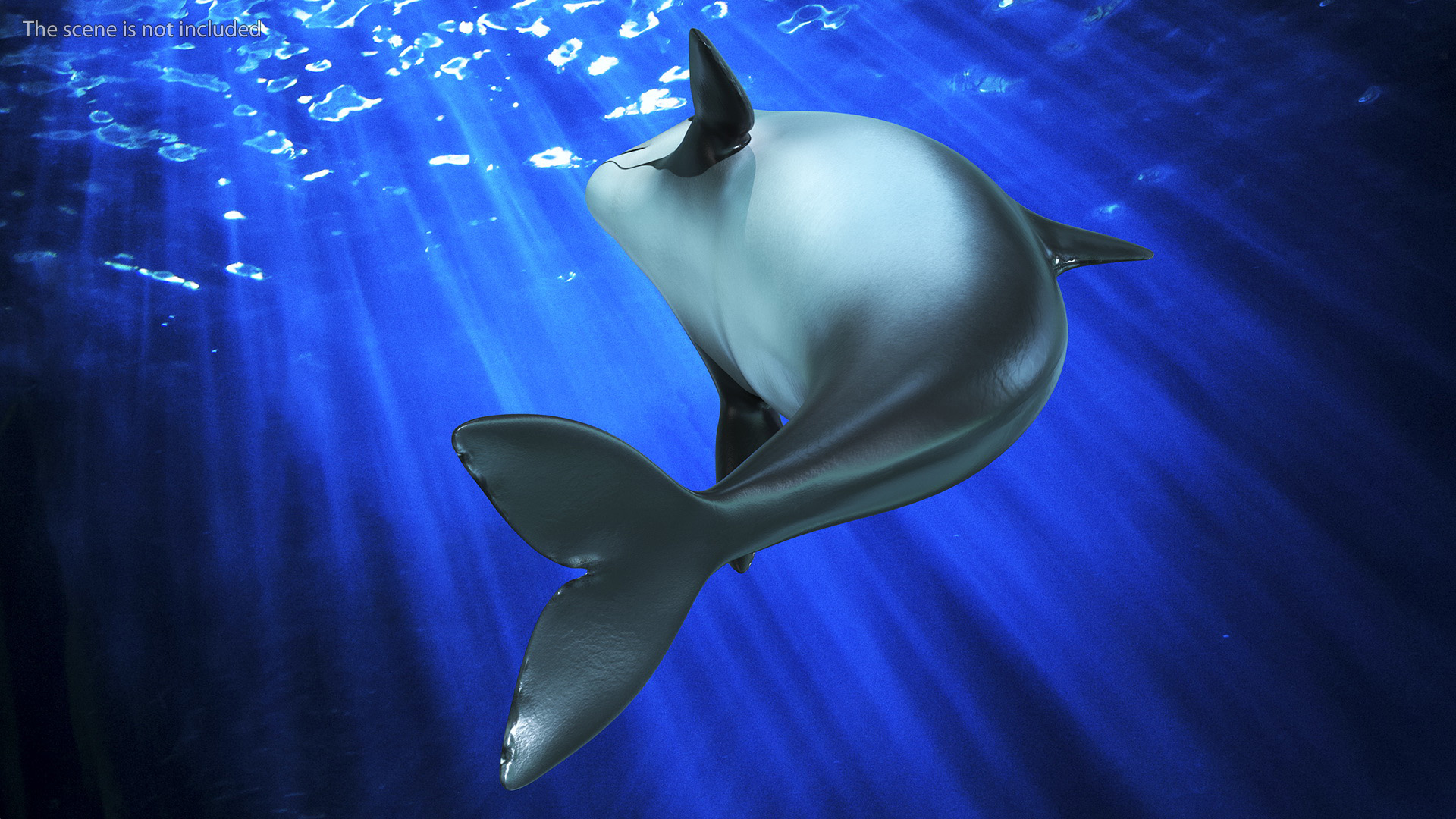 Smallest Cetacean Vaquita Rigged 3D
