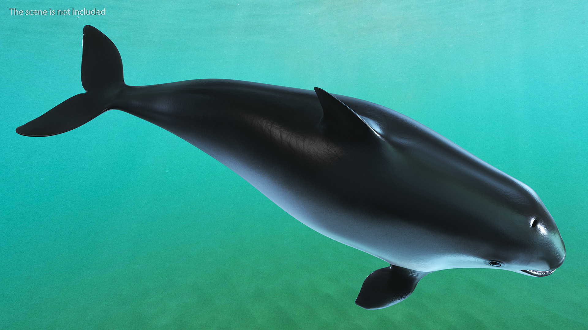 Smallest Cetacean Vaquita Rigged 3D