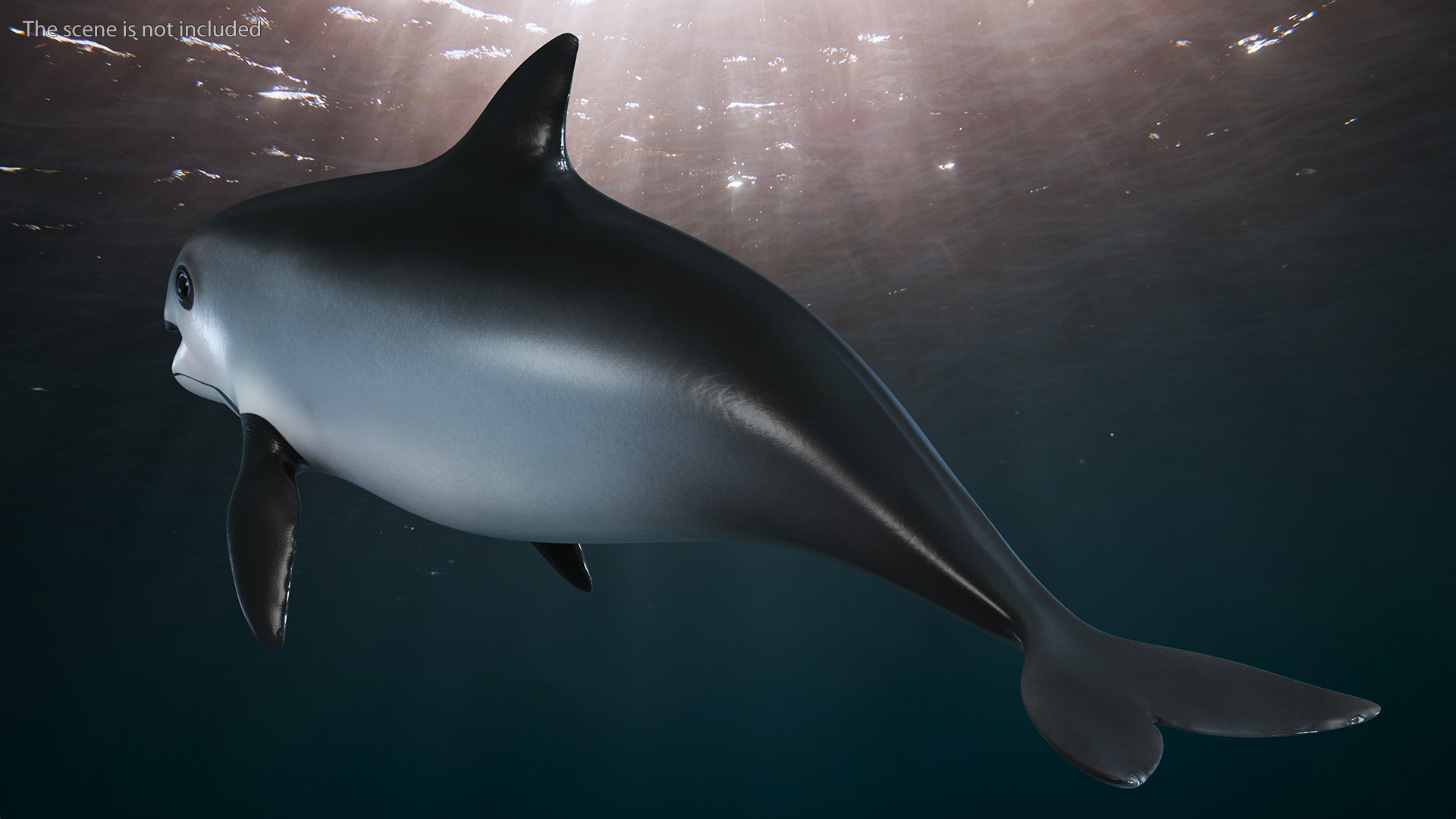 Smallest Cetacean Vaquita Rigged 3D