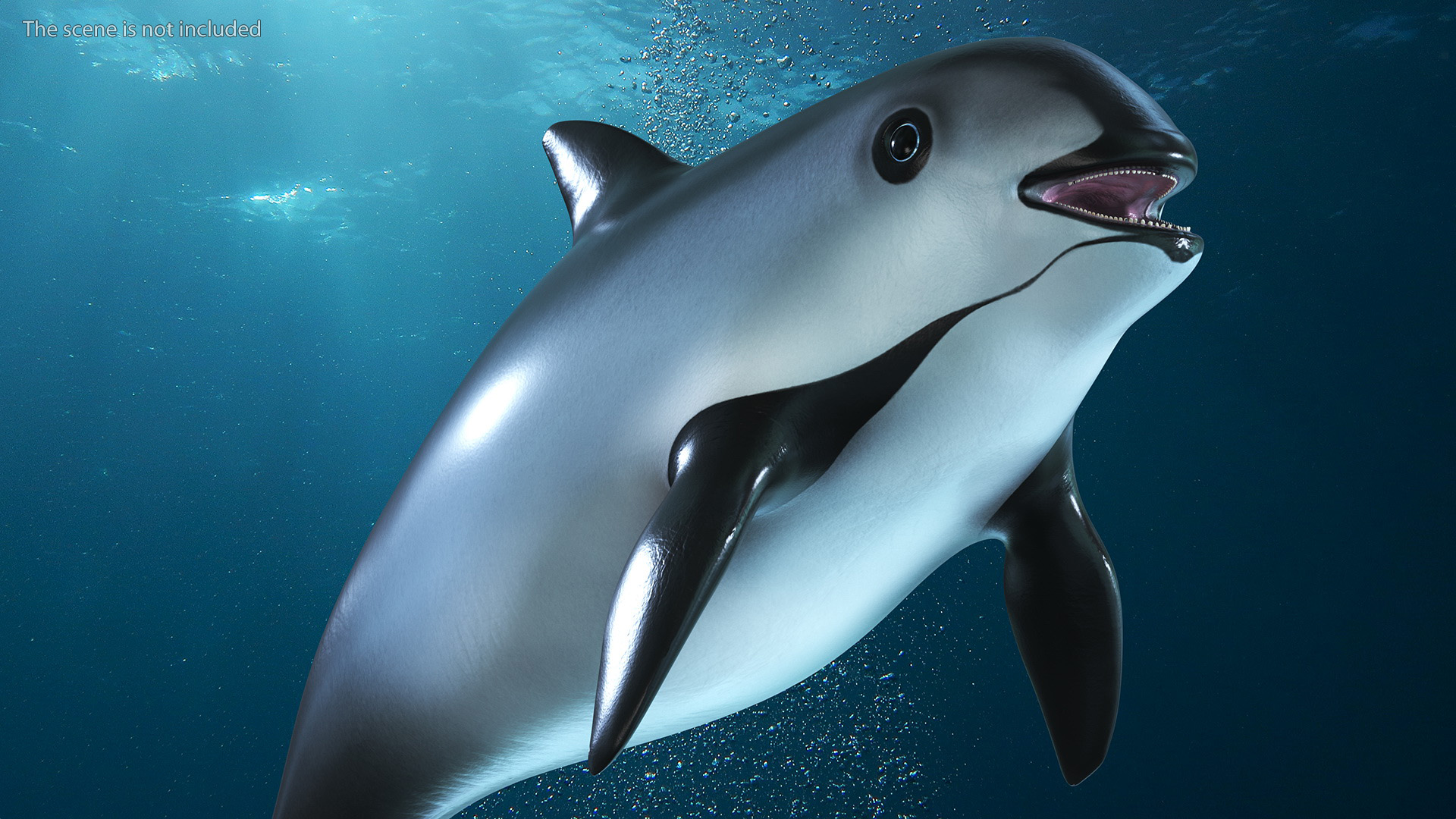 Smallest Cetacean Vaquita Rigged 3D