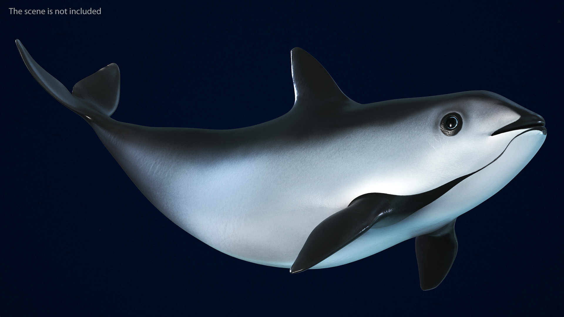 Smallest Cetacean Vaquita Rigged 3D