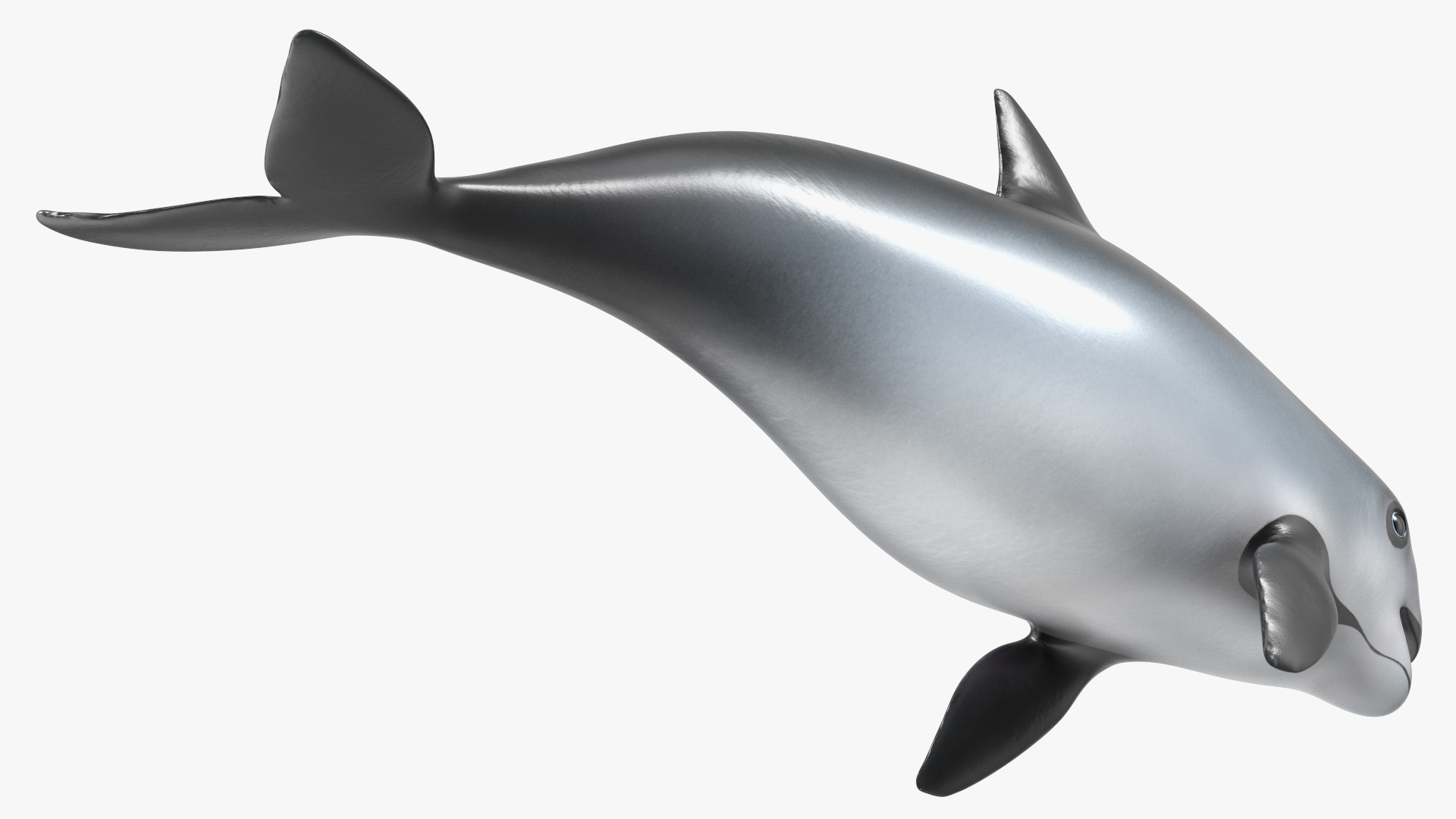 Smallest Cetacean Vaquita Rigged 3D