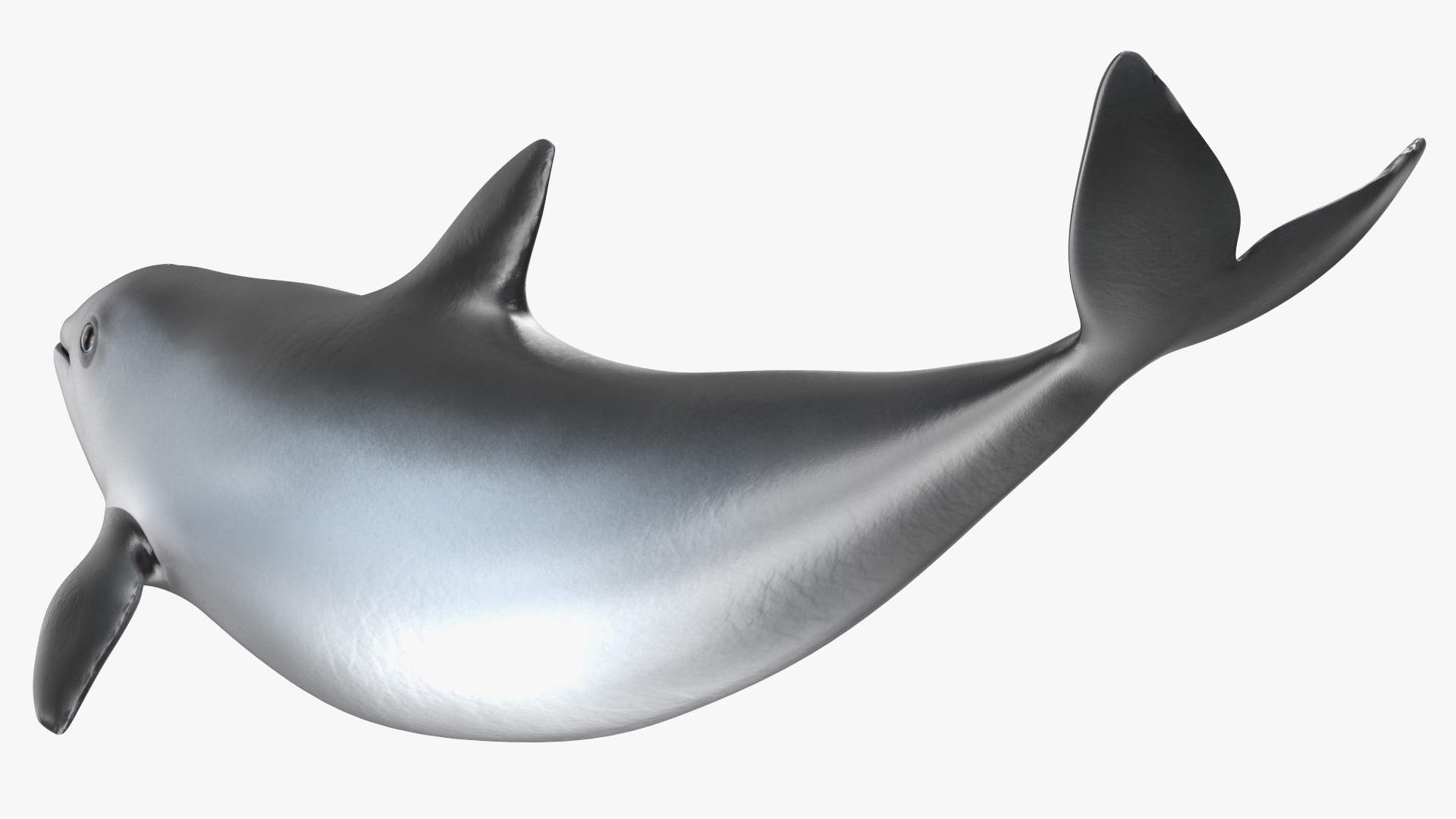 Smallest Cetacean Vaquita Rigged 3D