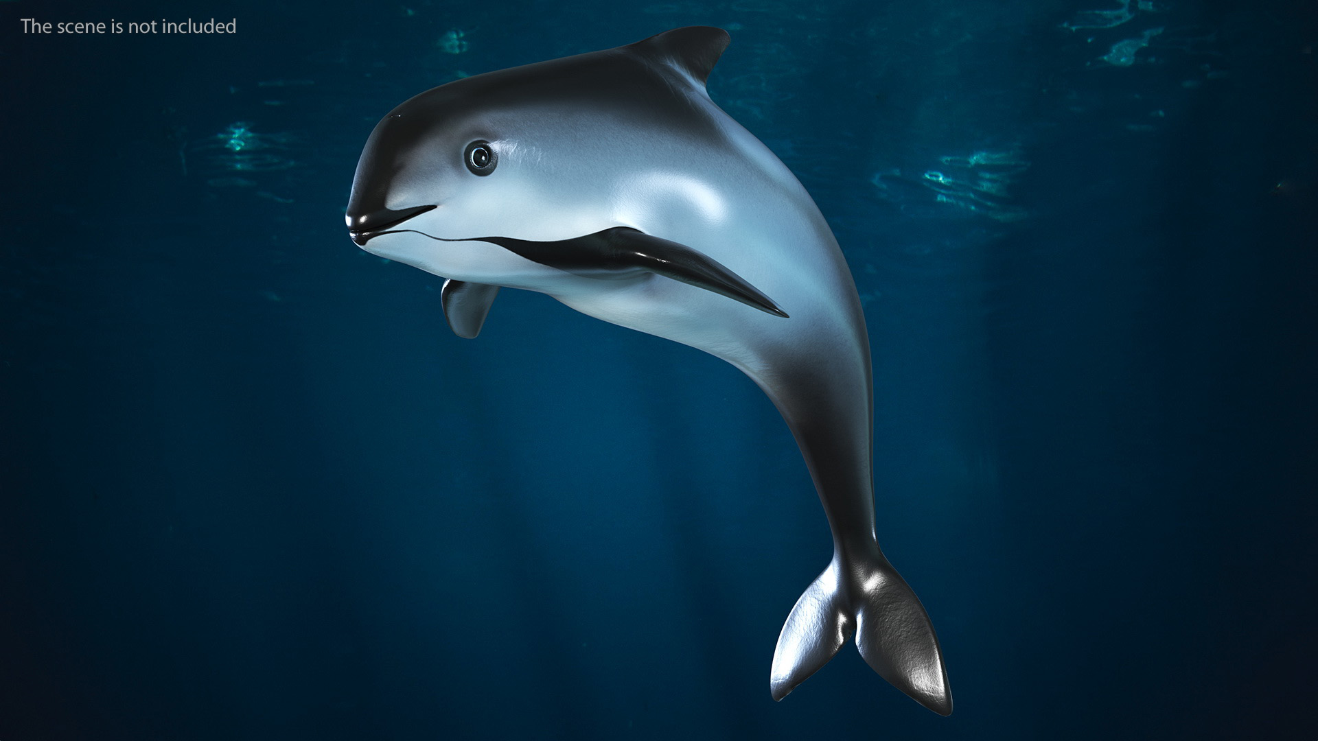 Smallest Cetacean Vaquita Rigged 3D