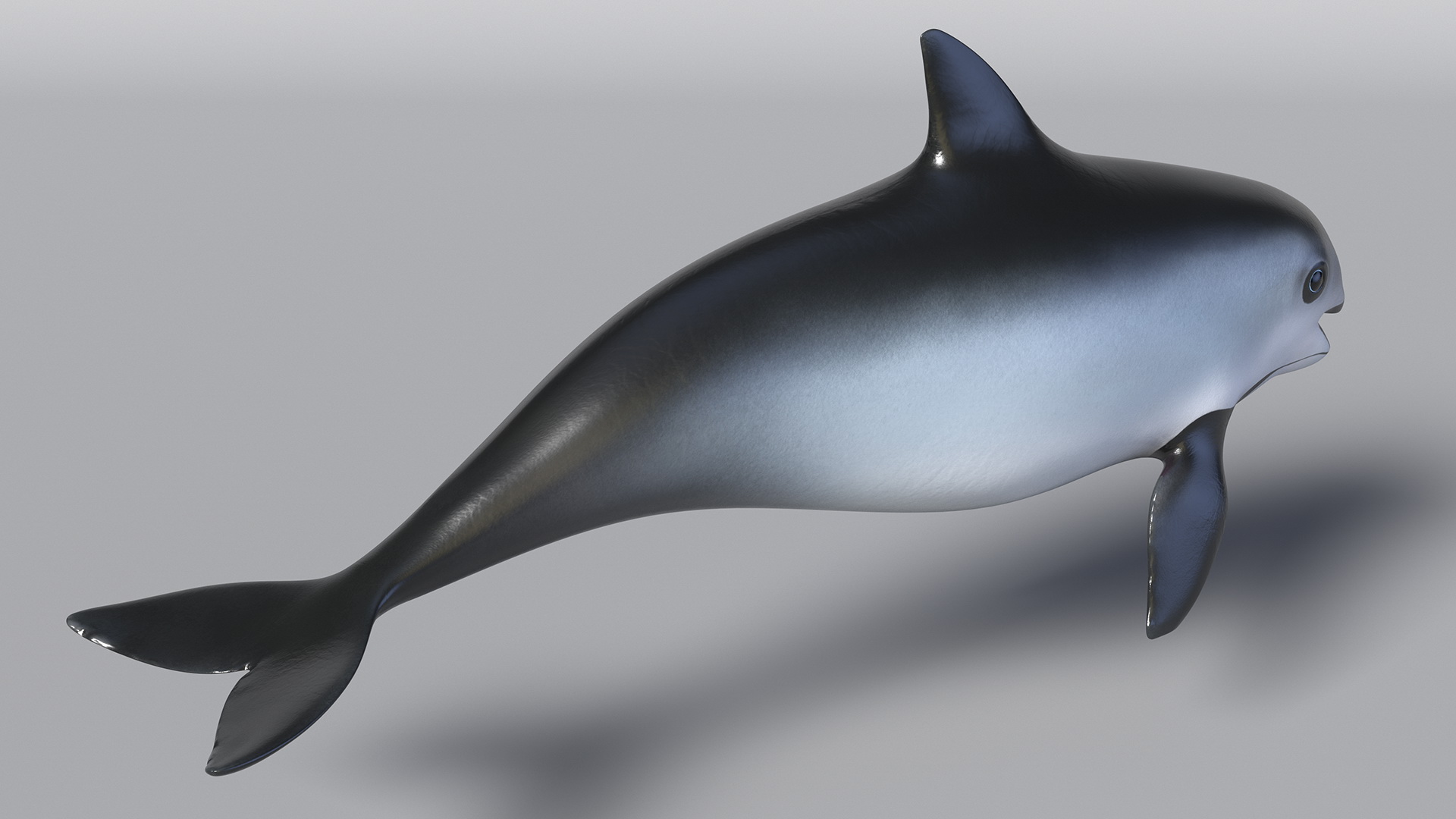 Smallest Cetacean Vaquita Rigged 3D