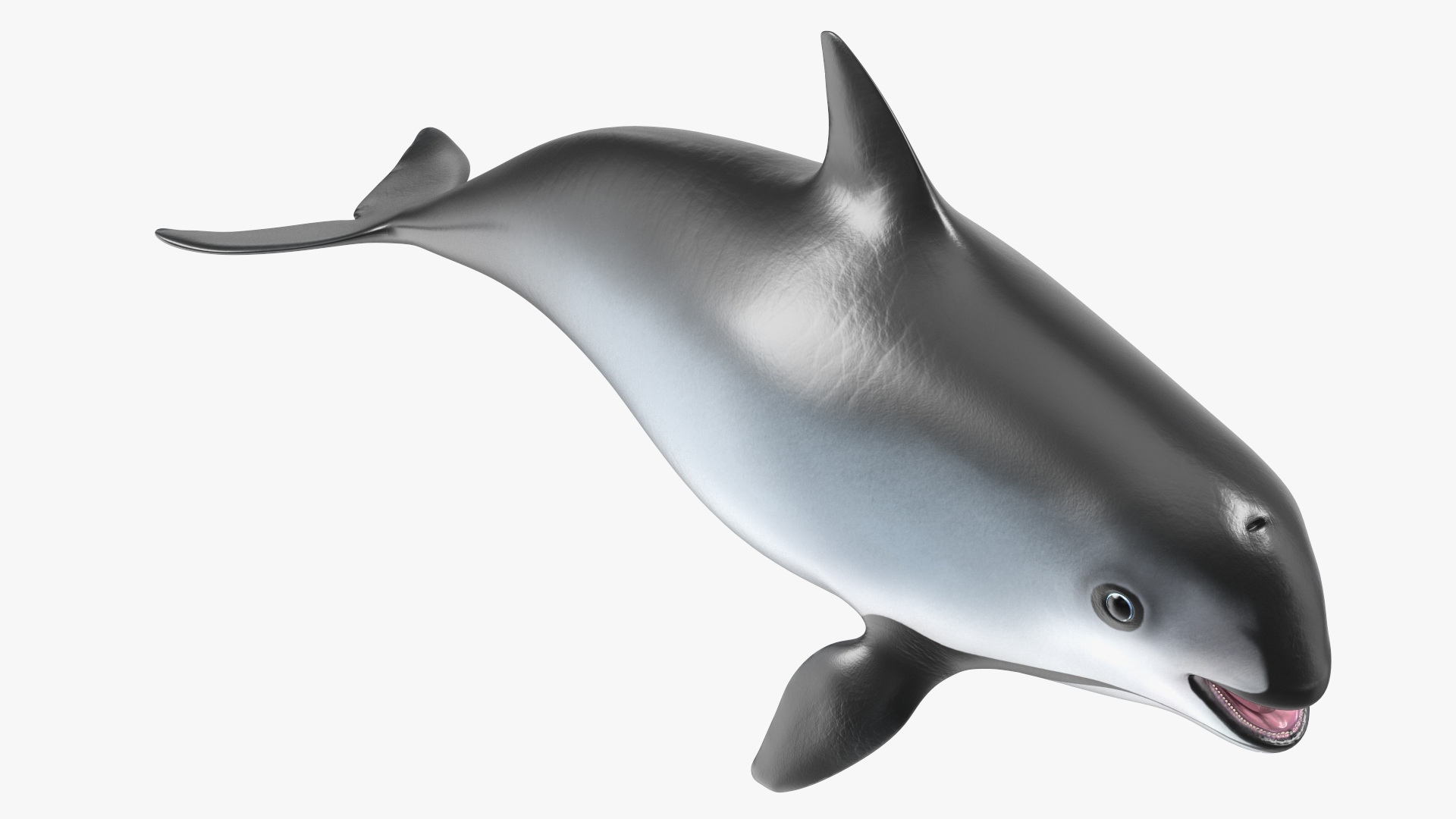 Smallest Cetacean Vaquita Rigged 3D