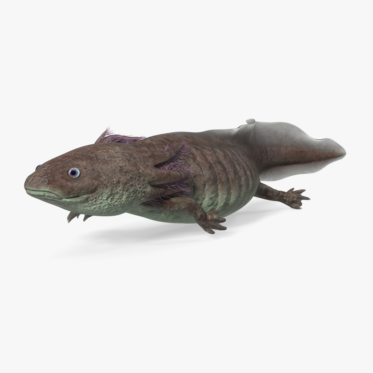 Mexican Brown Axolotl Rigged for Maya 3D