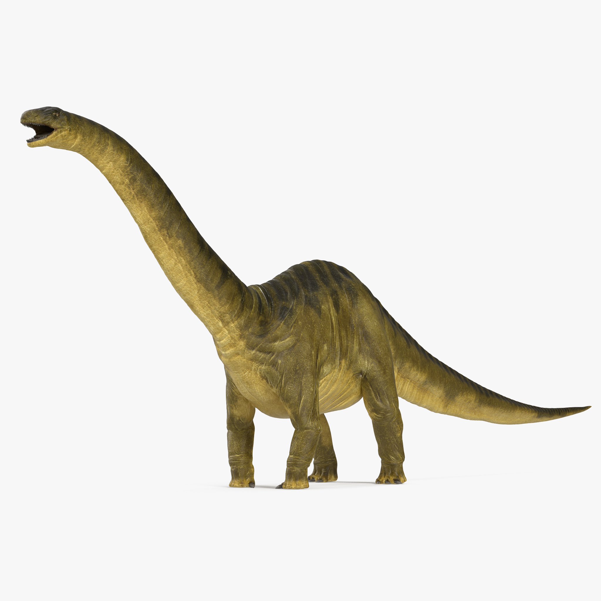 Apatosaurus Dinosaur, view 7